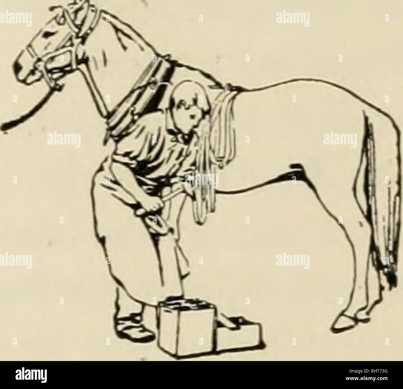 Rasping a horses foot hires stock photography and images Alamy