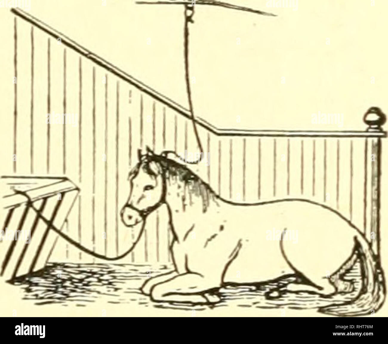 Biggle Horse Book A Concise And Practical Treatise On The Horse
