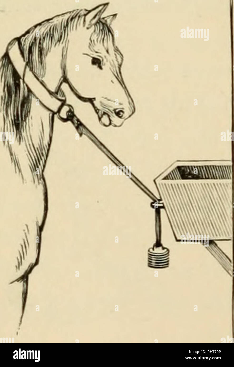 Biggle horse book : a concise and practical treatise on the horse. Horses;  Horses; Stables; CHR 1895; PRO Dickson, Anna (donor); PRO Dickson, Agnes  (donor). A safe and neat tie is