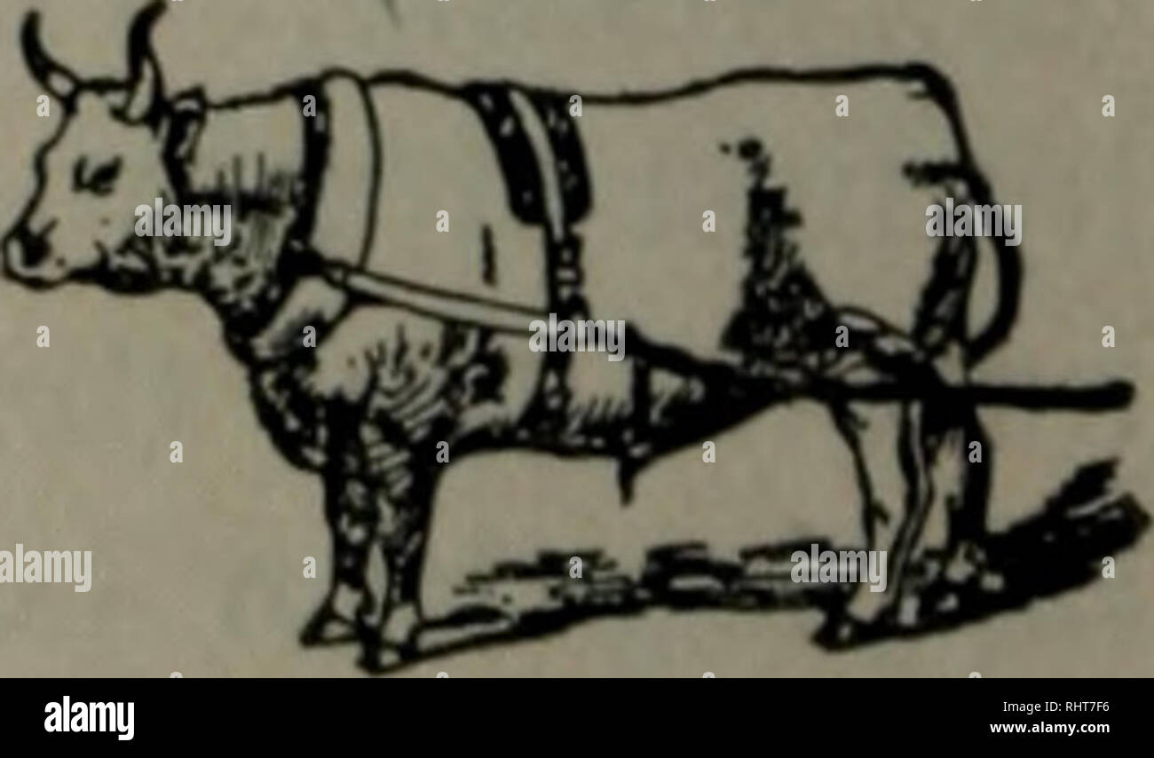 . Biggle cow book;. Cow. [from old catalog]. 38 BIGGLE COW BOOK. to gee ...