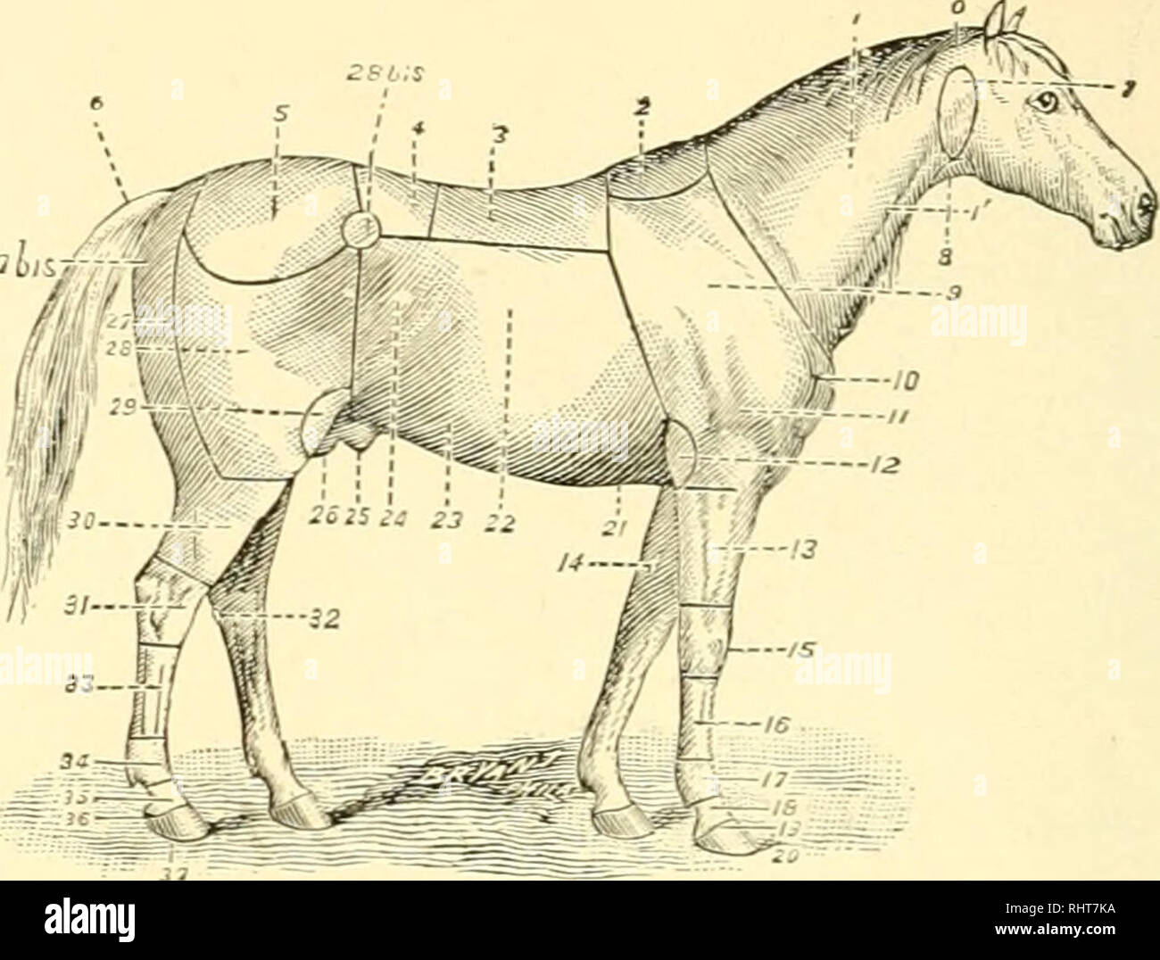 Horse testicles not dog not toy hires stock photography and images Alamy