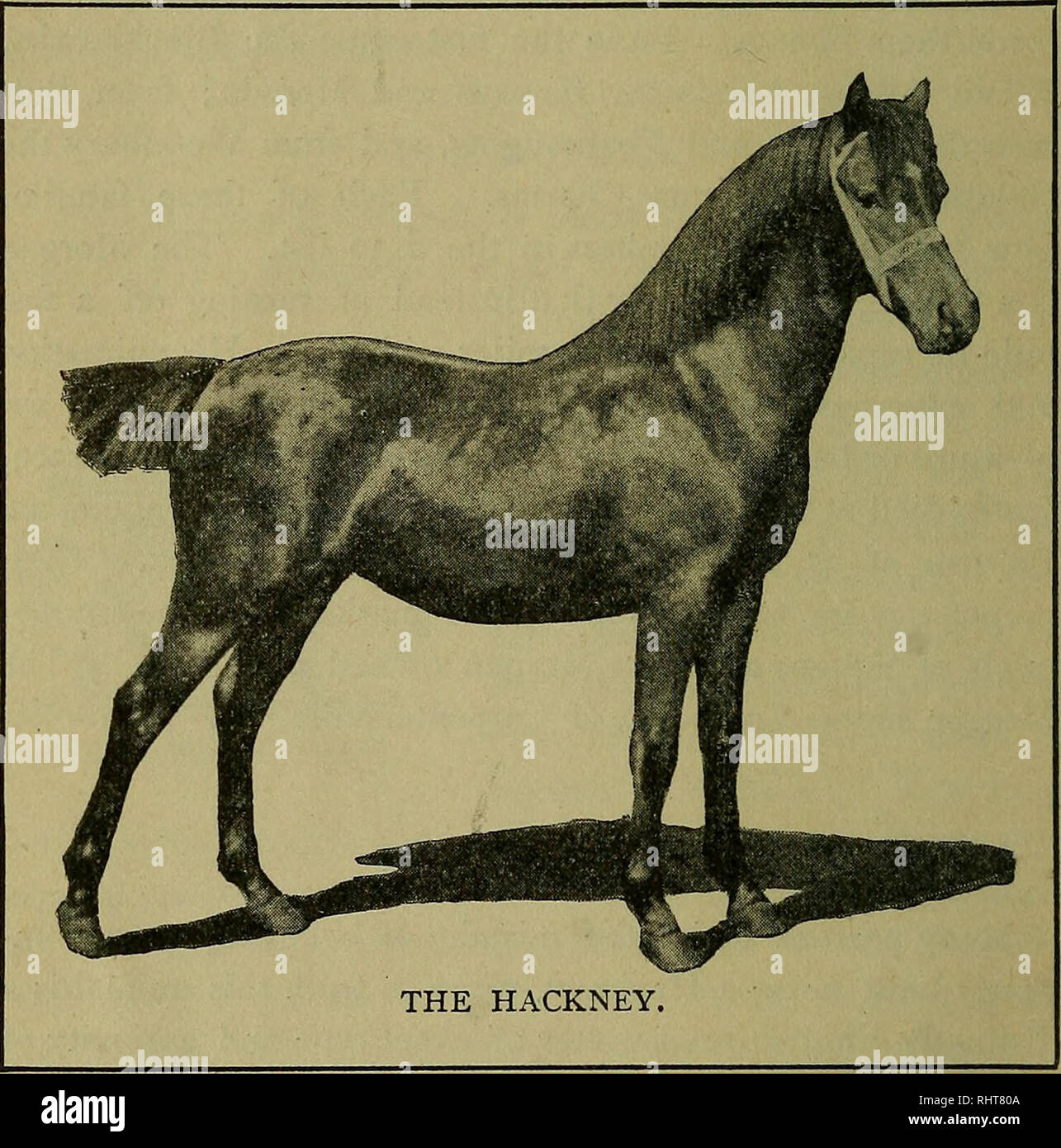 Biggle Horse Book Horses 22 The Different Breeds Records As A Trotter And Is By No Means Devoid Of Track Qualifications The Draught Horse Few Men Who Buy Horses Will Ask