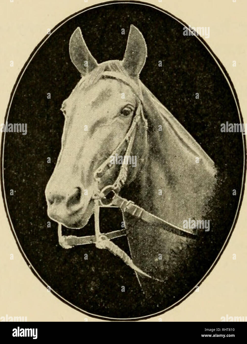 horse oats near me