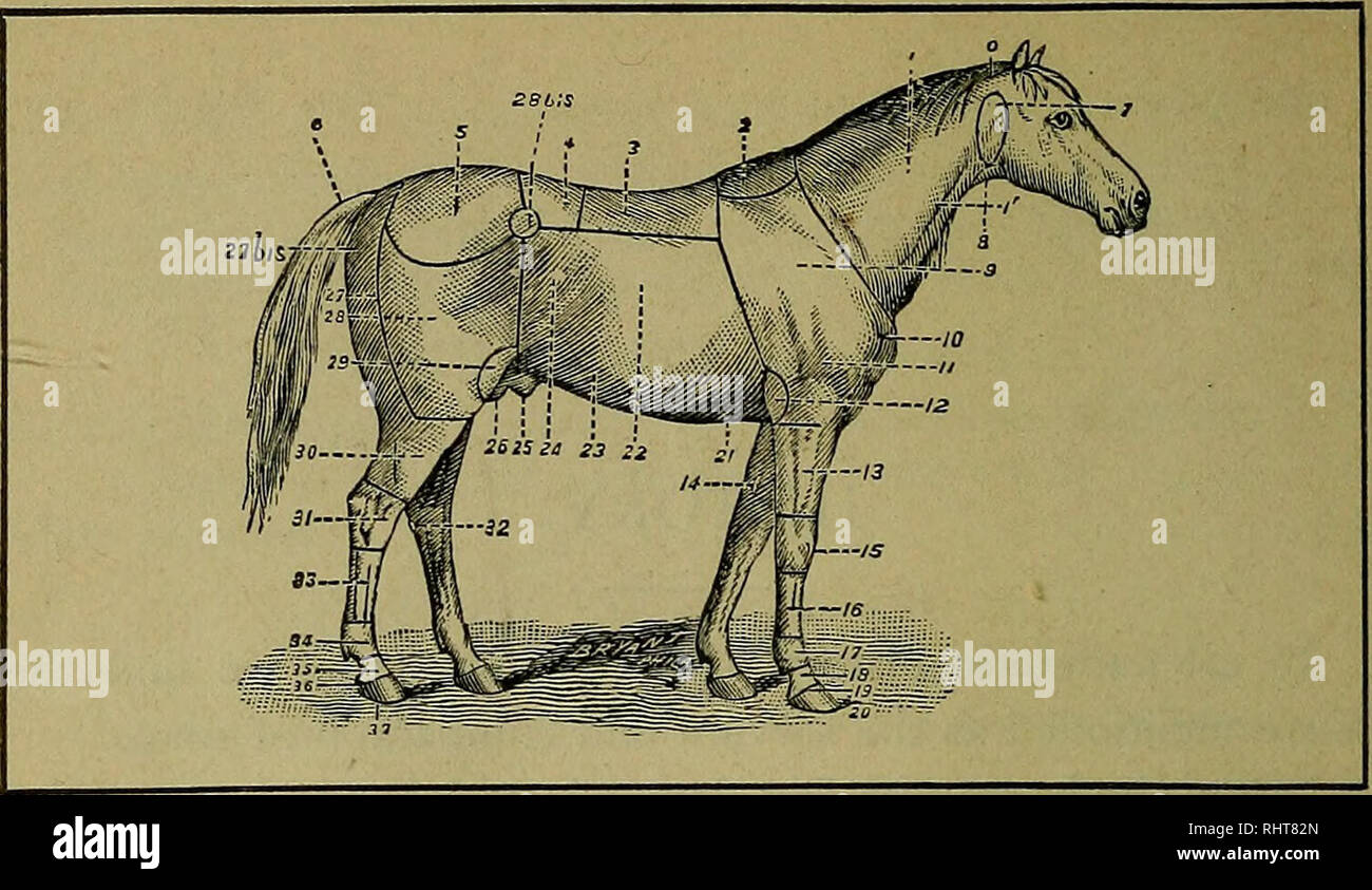 . Biggle horse book;. Horses. REFERENCE 0. Poll or nape of the neck. 1. Neck. I^. Jugular gutter, 2. Withers. 3. Back. 4. Loins. 5. Croup. 6. Tail. 7. Parotid region. 8. Throat. 9. Shoulder. 10. Point of the shoulder. 11. Arm. 12. Elbow. 13. Forearm. 14. Chestnut. 15. Knee. 16. Canon. 17. Fetlock. 18. Pastern. 19. Coronet. CHART. 20. Foot. 21. Xiphoid region. 22. Ribs. 23. Abdomen. 24. Flank, 25. Sheath. 26. Testicles. 27. Buttock. 27 bis. Angle of buttock. 28. Thigh. 28 bis. Haunch. 29. Stifle. 30. Leg. 31. Hock. 32. Chestnut. 2)2)- Canon. 34. Fetlock. 35. Pastern. 36. Coronet. 37. Foot.. Ple Stock Photo