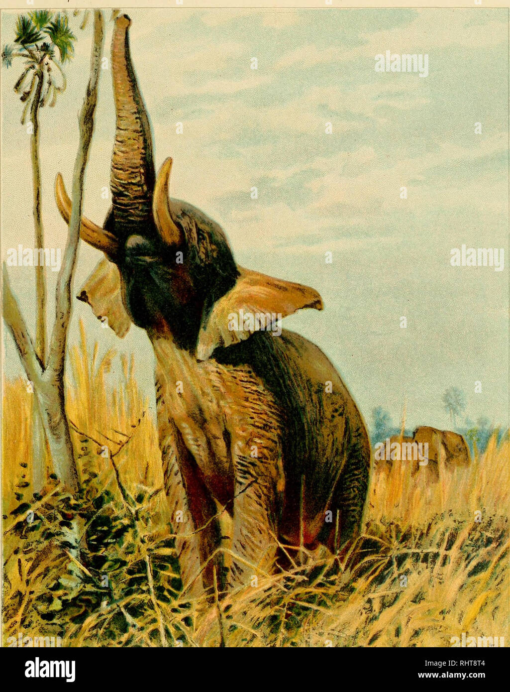 Big Game Hunting For Boys North America And Asia Hunting If