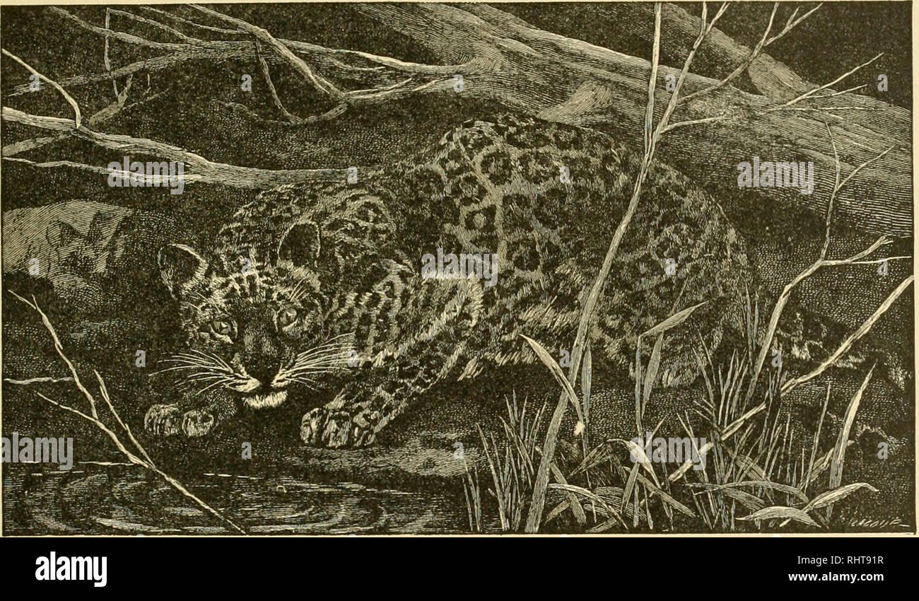 black leopard speed