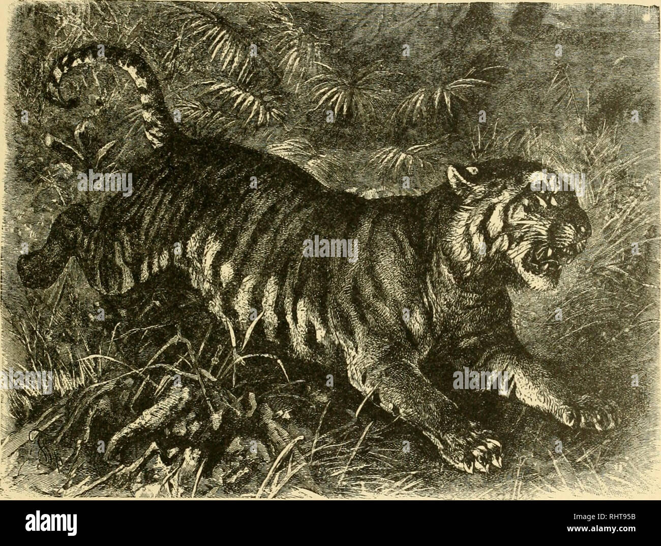 Download Big Game Hunting For Boys North America And Asia Hunting The Tiger The Guests Are Duly Invited And For Several Days Beforehand Silent And Swift Footed Natives Have Been Scouring The Surround