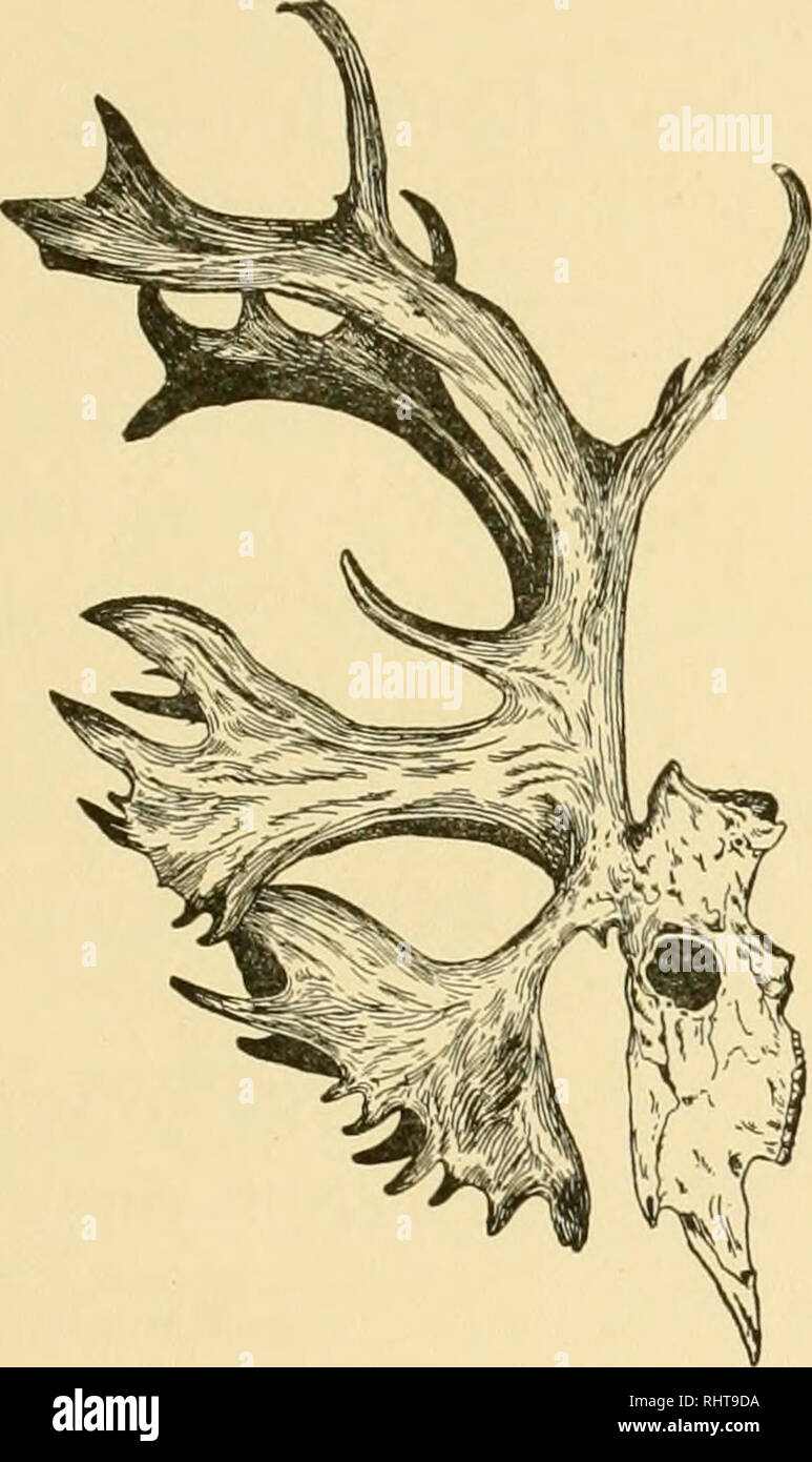 Big Game Hunting For Boys North America And Asia Hunting The Caribou Hudson S Bay Fort The Caribou Took Three Days To Pass One Can Imagine What A Herd It Must Have