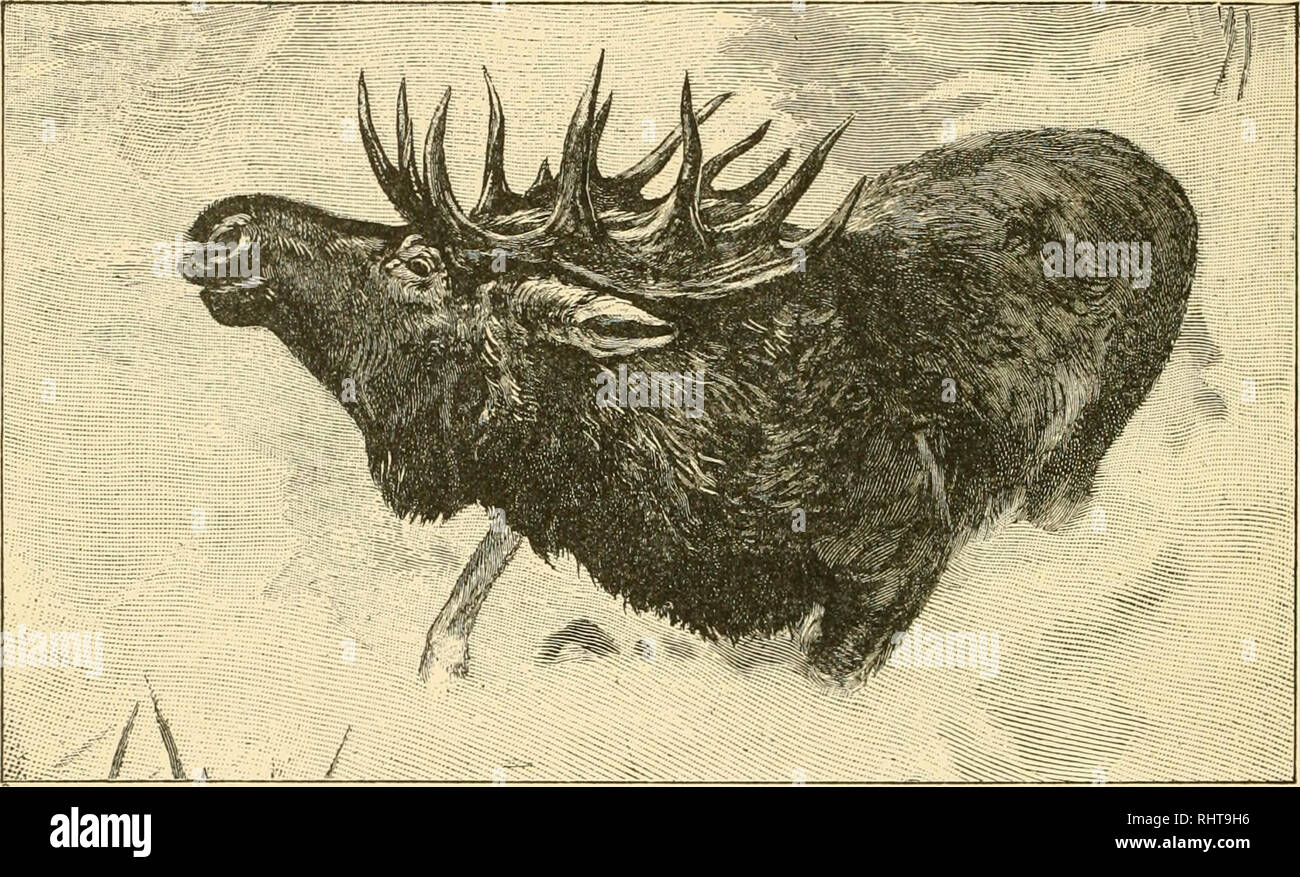 average moose weight