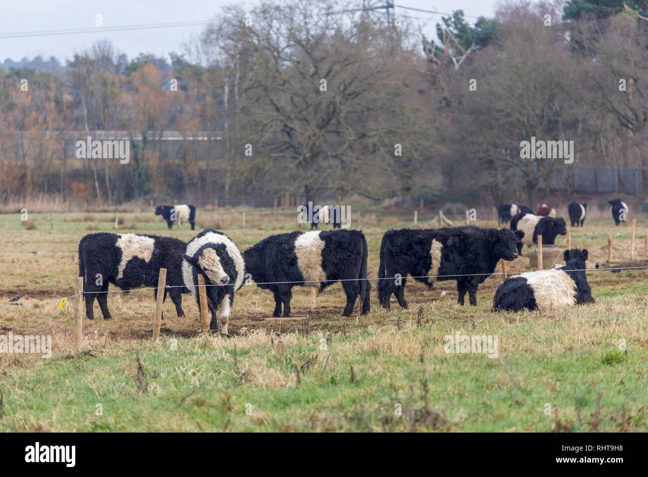 Europe cow old romanian traditonal hi-res stock photography and images -  Alamy