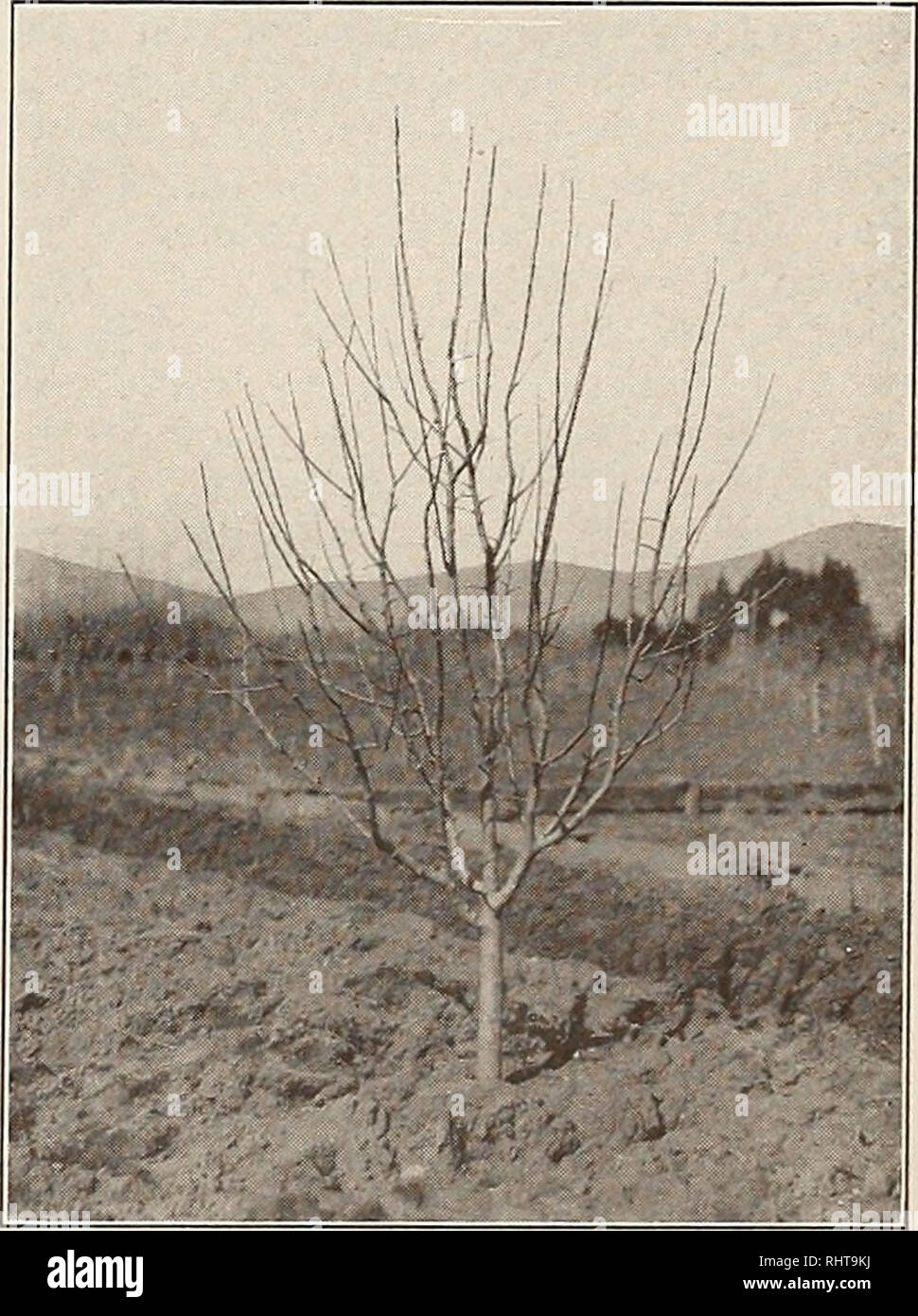 Better Fruit Fruit Culture Figure 9 Five Year Old Tree Before