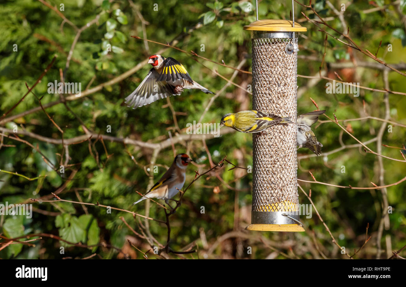 Siskins (Carduelis spinus) on a birdfeeder squabbling with a European goldfinch (Carduelis spinus) in flight flying with open wings in a garden in Surrey, south-east England in winter Stock Photo