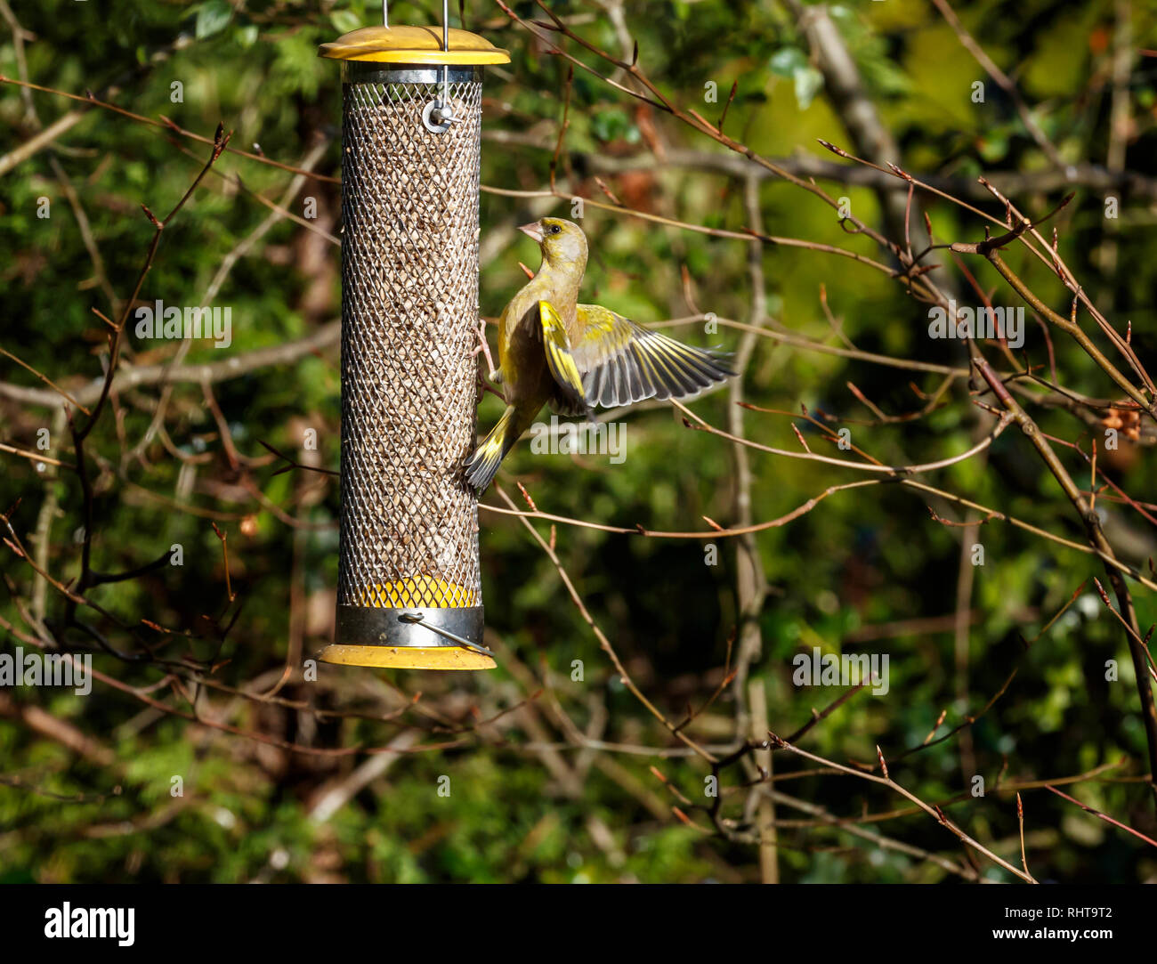 European Greenfinch Carduelis Chloris With Outstretched Wings In