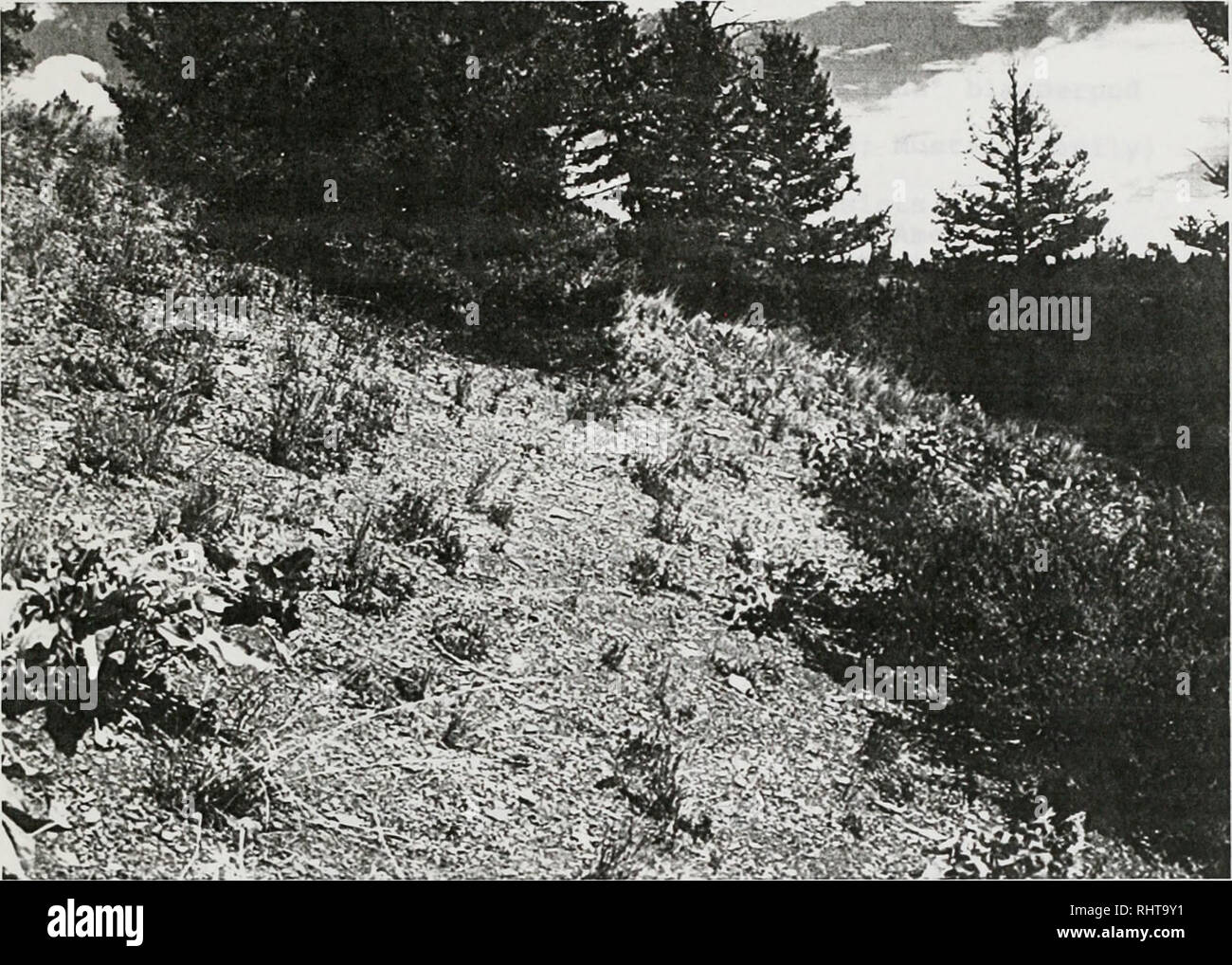 . Sensitive plant surveys in the Big Belt and Elkhorn Mountains, U.S.D.A. Forest Service, Region 1, Helena National Forest, Montana . Rare plants; Rare plants; Rare plants; Botany; Botany; Botany. SPECIES OF SPECIAL CONCERN Lesquerella klausii. Figure 15. Lesquerella Klausii habitat #014 of 15 May 1987 Note sparsely-vegetated exposed shale surface. Please note that these images are extracted from scanned page images that may have been digitally enhanced for readability - coloration and appearance of these illustrations may not perfectly resemble the original work.. Poole, Jackie M; Heidel, Bon Stock Photo