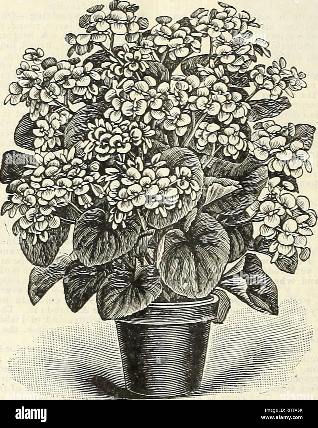 . Big bargain catalogue : Miss Ella V. Baines, the woman florist, Springfield, Ohio spring 1898. Seed industry and trade; Seeds; Flowers; Plants, Ornamental; Bulbs (Plants); Gardening. 12 Miss Ella V, Baines, The Woman Florist, Springfield, Ohio. 16T01 COLLECTION TOR $1.00 SIXTEEN ELEGANT BLOOMING PLANTS This collection of plants is selected so as to give a great variety of flowers, and at the same time give continuous bloom all the year. Say &quot;Sixteen to One&quot; Collection in ordering. Any eight plants in this collection for 50 cents; anv four for 25 cents. XXXXXXXX NEW HELIOTROPE, SAPP Stock Photo