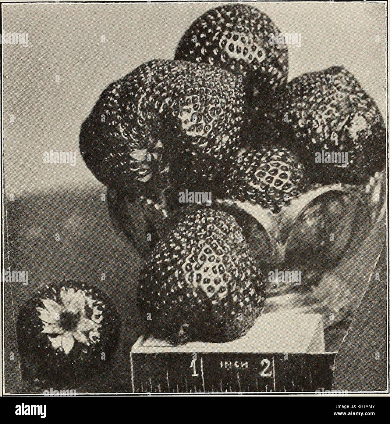 . Better fruit. Fruit-culture. igii BETTER FRUIT Page 57 THE SUNNYSIDE NURSERY CO., Sunnyside, Washington o o 3 O. GOODELL BERRY This is the greatest of all known varieties; has color, sweetness and aroma ot wild berry; yield Immense, $500 worth of berries marketed from half acre. Write for circular and prices on our nursery stock. We are the people who save you the money. The live wire nursery. Prepare to be shocked by our low prices Surplus List APPLE Rome Beauty 114,275 Winesap 141,83.S Stayman Winesap 17,064 Newtown Pippin 106,278 Jonathan 140,212 Wagener 57,690 Delicious 25,499 Grimes Gol Stock Photo