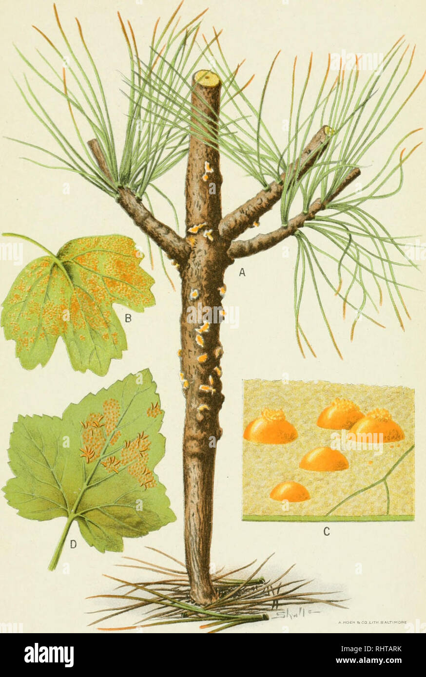 . Biennial report of the Forest Commissioner. Forests and forestry -- Maine. Bu! 206, Bureau of Plant Industry, U. S. Dept. of Agriculture. Plate I.. *MO£N hf.O.L'TH HALTIMORE Cronartium Ribicola onT'inus Strobus and Ribes. (White-Pine Blister Rust.). Please note that these images are extracted from scanned page images that may have been digitally enhanced for readability - coloration and appearance of these illustrations may not perfectly resemble the original work.. Maine. Forest Commissioner. [Augusta, Me. : Forest Commissioner Stock Photo