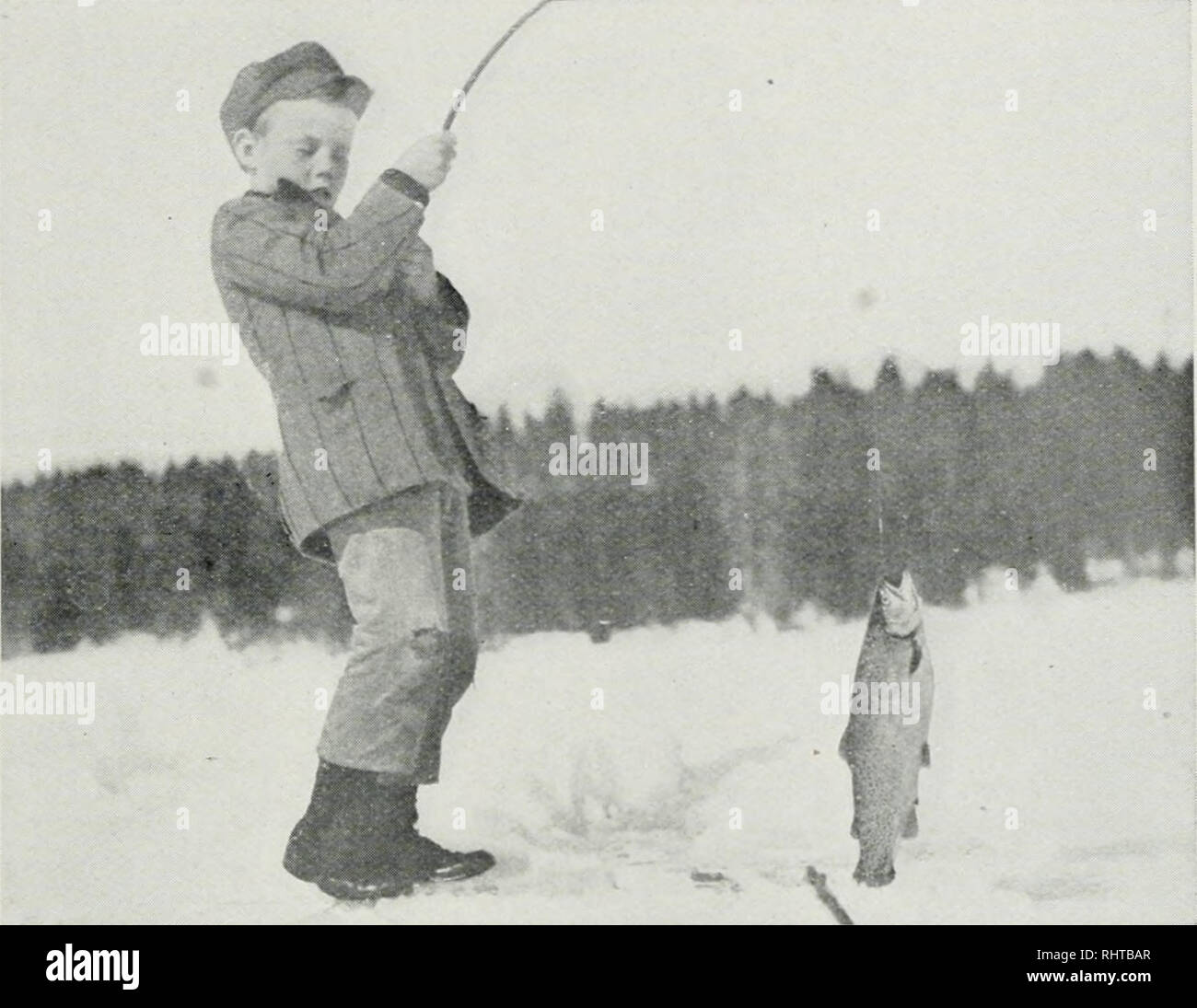 . Biennial report, Montana Game and Fish Commission, State of Montana. Montana Fish and Game Commission; Game protection; Wildlife conservation; Fisheries. TiSH And Game Commission. Bill Peck Catching Four Pound Trout. were of poor quality. Near the close of the season, as an experiment, at two of the lakes, a few thousand eggs were placed in hatching bas- kets and held until eyed before taking to the hatchery. These eggs turned out very much better, convincing me, as I had before thought, that the eggs must be eyed at the spawning stations to secure the best results. At Fish Lake, near Stryke Stock Photo
