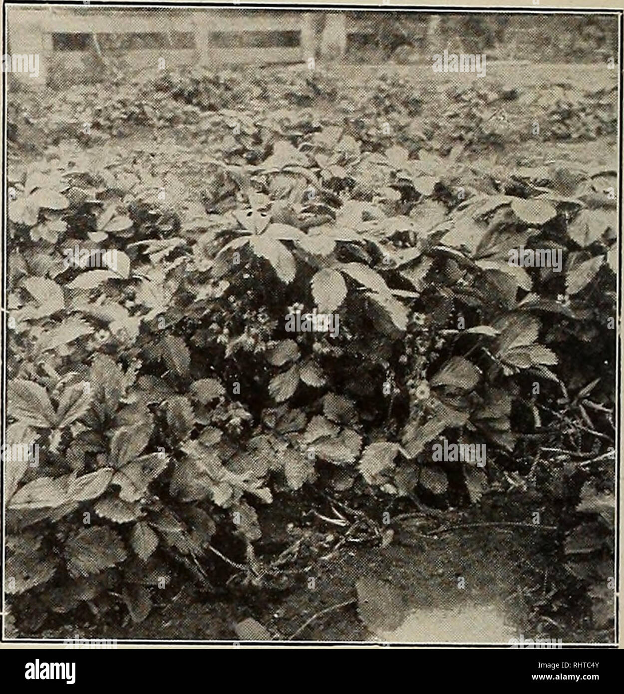 . Better fruit. Fruit-culture. CLARK SEEDLING STRAWBERRIES FROM Photograph by C. C. Hutchins WHITE SALMON VALLEY, WASHINGTON a cultivation at this time, or other times, succeeds in destroying some of the cod- ling moth larvae which are occasionally known to enter cracks and hiding places in the earth near the base of the trees. The thinning of overloaded trees in the summer is often an opportunity for removing apples bearing these insects, and the destruction of such apples and worms at least may prevent their further damage and leave a higher per cent of perfect fruit upon the tree. There are Stock Photo