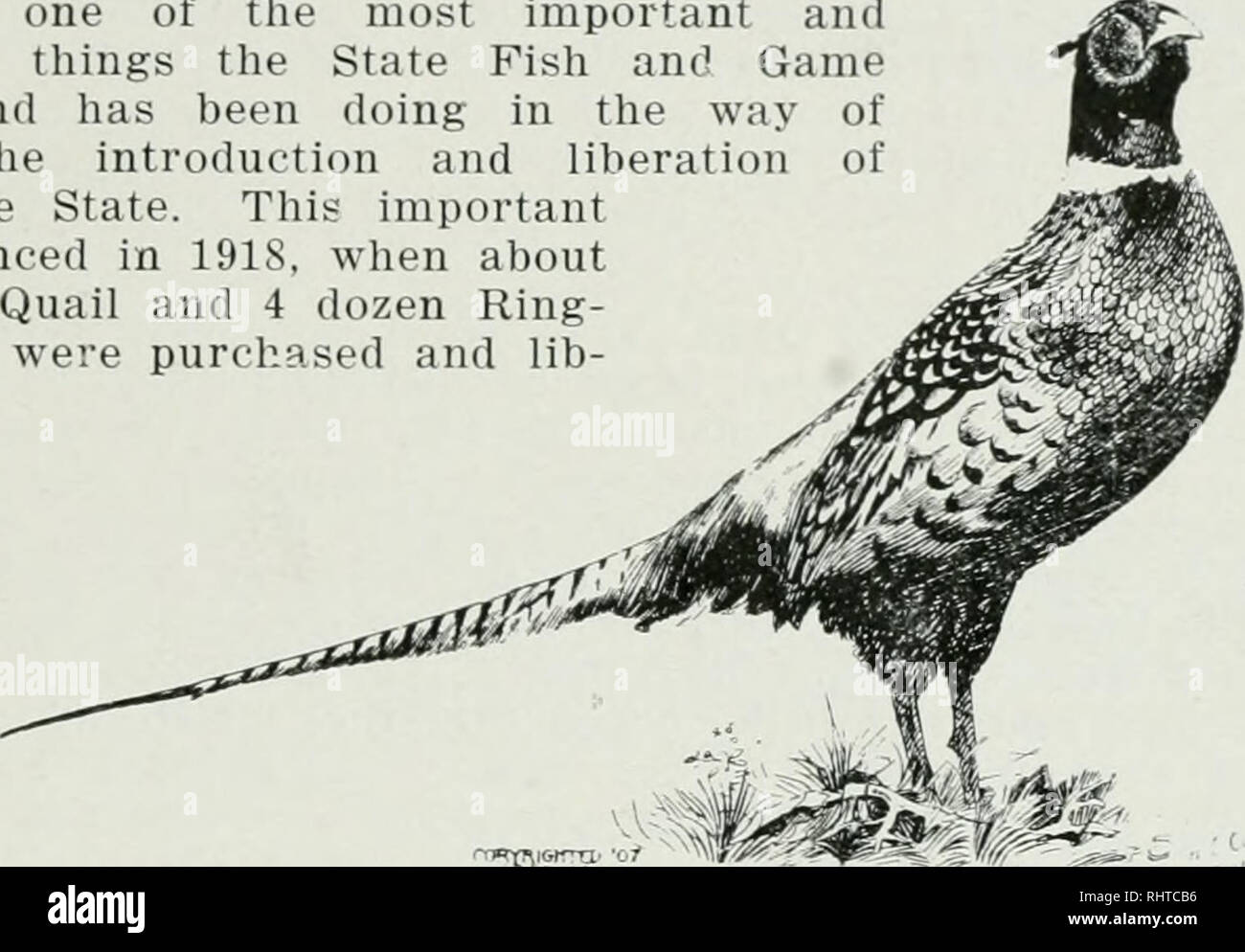 Biennial Report Montana Game And Fish Commission State Of Montana Montana Fish And Game Commission Game Protection Wildlife Conservation Fisheries Report Of Montana Fish And Game Commission Il Chinese Pheasant Game