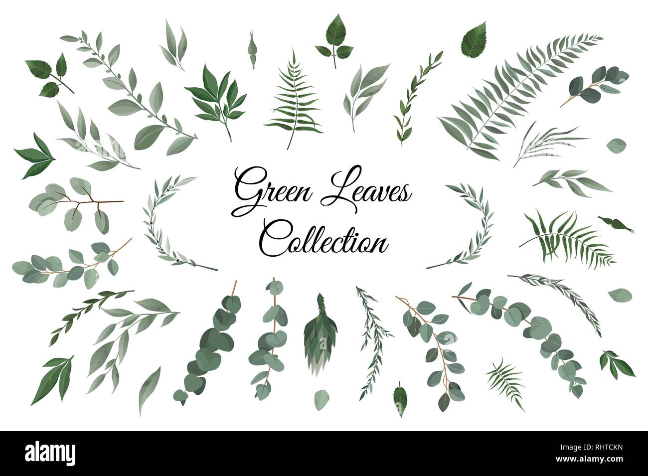Vector designer elements set collection of greeng leaves herbs in watercolor style. Stock Vector