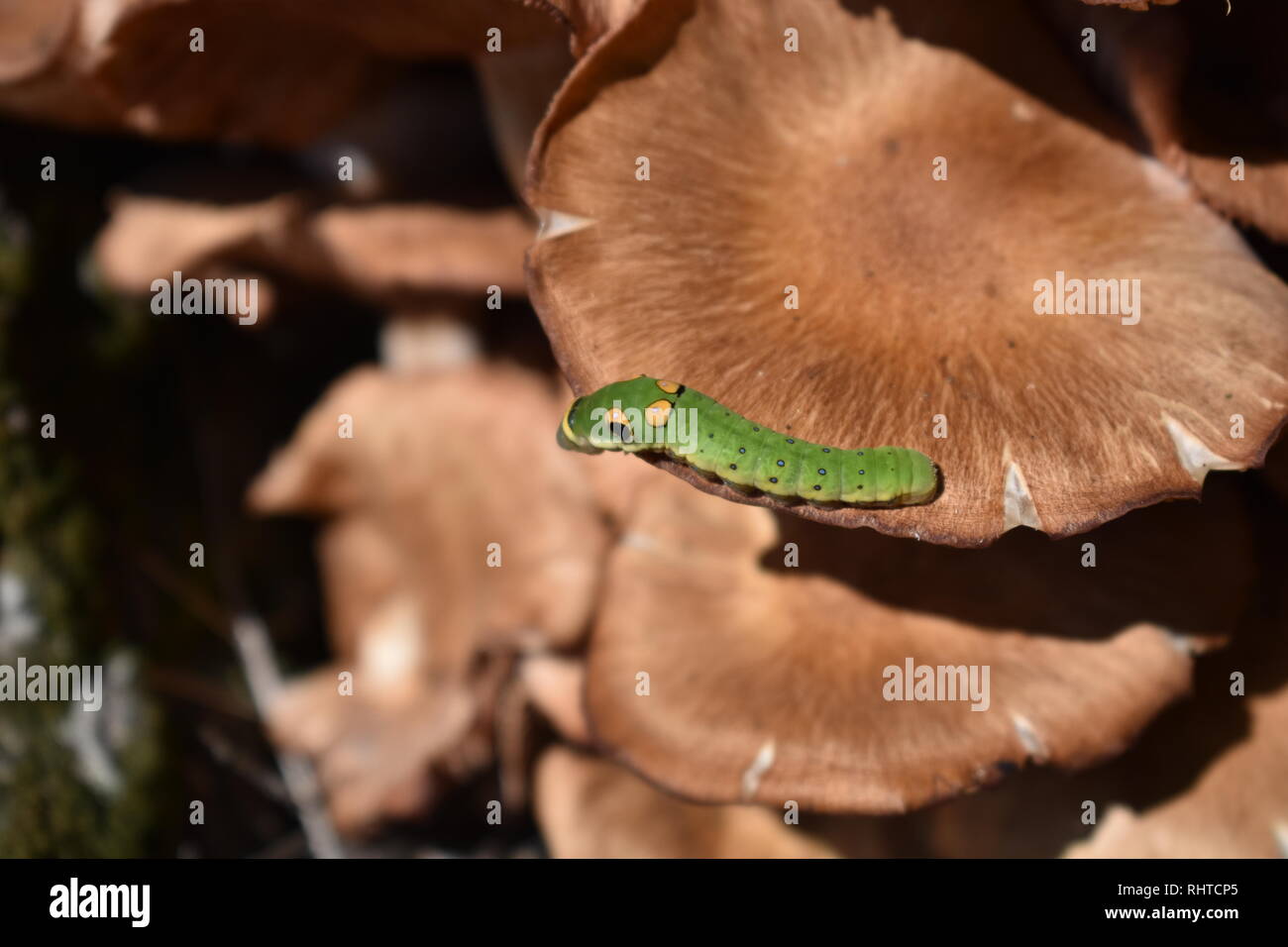 Spicebush Swallowtail caterpillar (Papilio troilus) on fungus Stock Photo