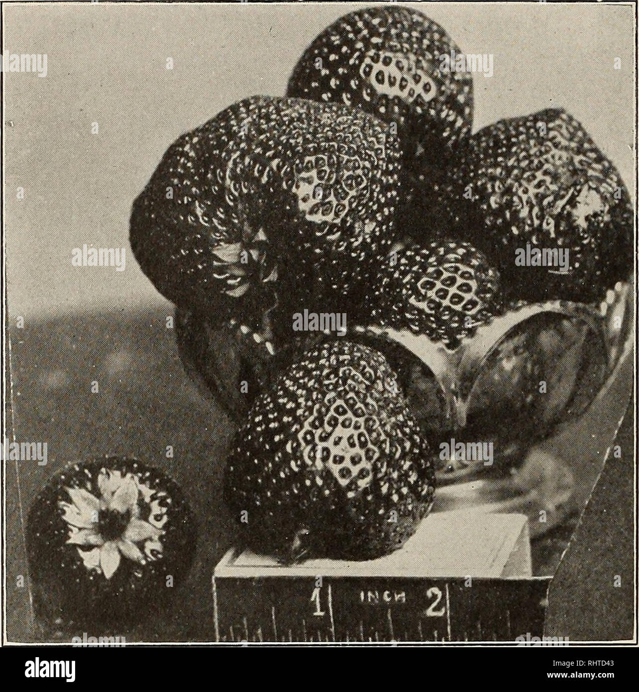 . Better fruit. Fruit-culture. Page 70 BETTER FRUIT October H M M &lt;J % n o &lt; M 03 M Eh. GOODELL BERRY Greatest of all known varieties. Has size, quality, color, sweetness and aroma of wild berry. Yield immense; $500 worth of berries marketed from half acre. Write for circular and prices. SURPLUS OF 1,011,621 TREES APPLE Rome Beauty 114,275 Winesap 141,833 Stayman Winesap 17,064 j Newtown Pippin 106,278 m Jonathan 140,212 tZj Wagener 57,690 &quot; Delicious 25,499 H] Grimes Golden 38,093 H Spitzenberg 54,301 § Arkansas Black 2,450 ^ Mcintosh 56,646 Jj Variety List 13,645 PEACH J[J Elberta Stock Photo