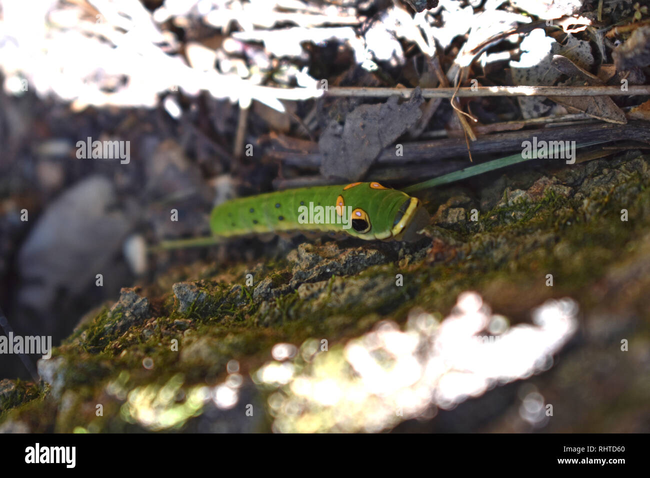 Spicebush Swallowtail caterpillar (Papilio troilus) Stock Photo