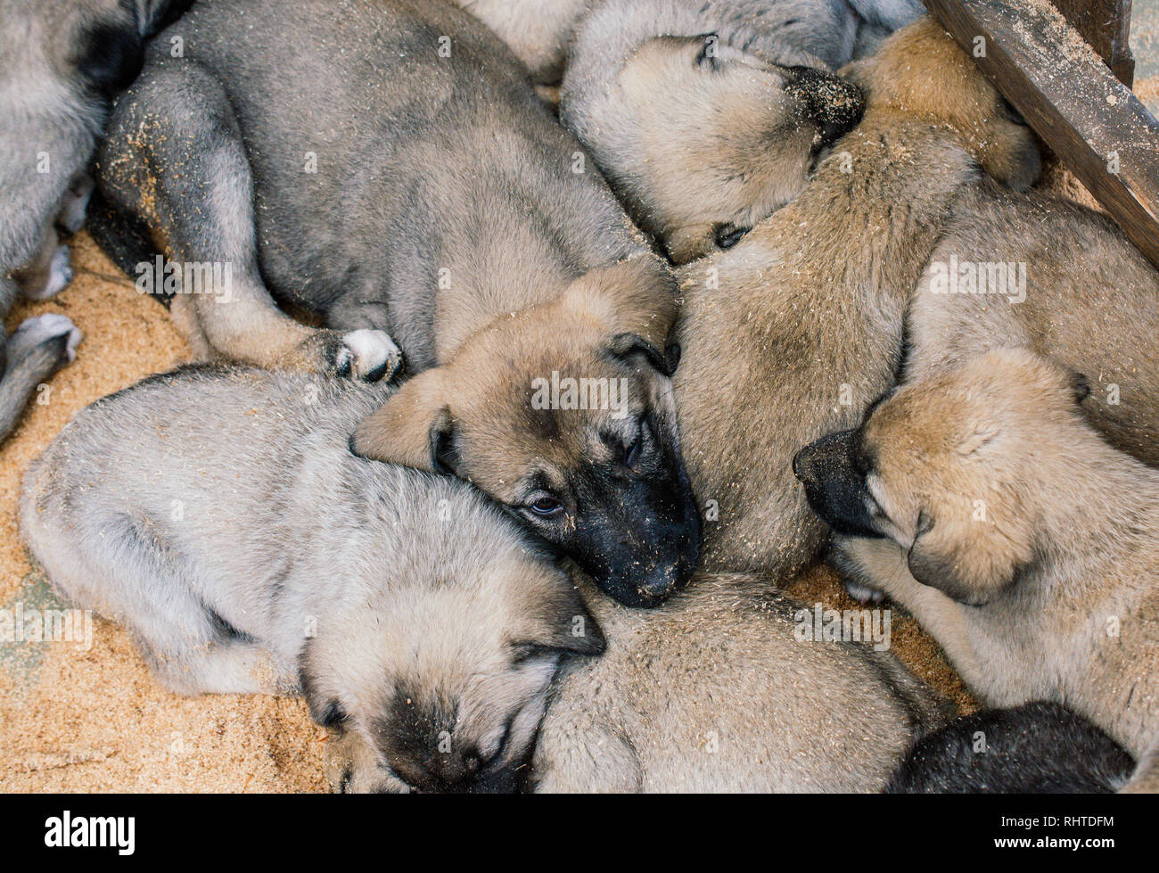 Turkish breed shepherd dog puppies  Kangal as livestock guarding dog Stock Photo