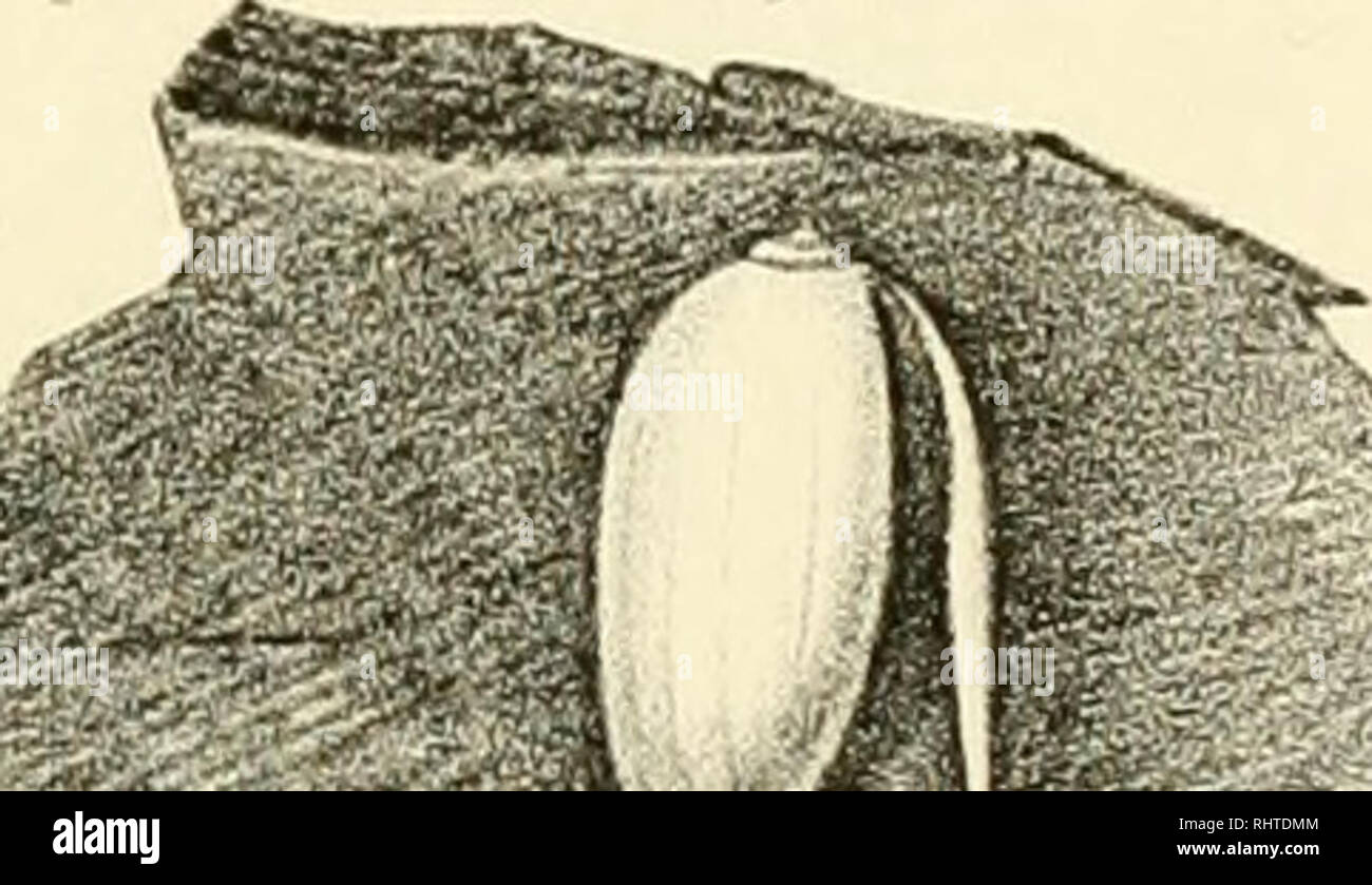 Bibliotha Que Conchyliologique Mollusks A U W Please Note That These Images Are Extracted From Scanned Page Images That May Have Been Digitally Enhanced For Readability Coloration And Appearance Of