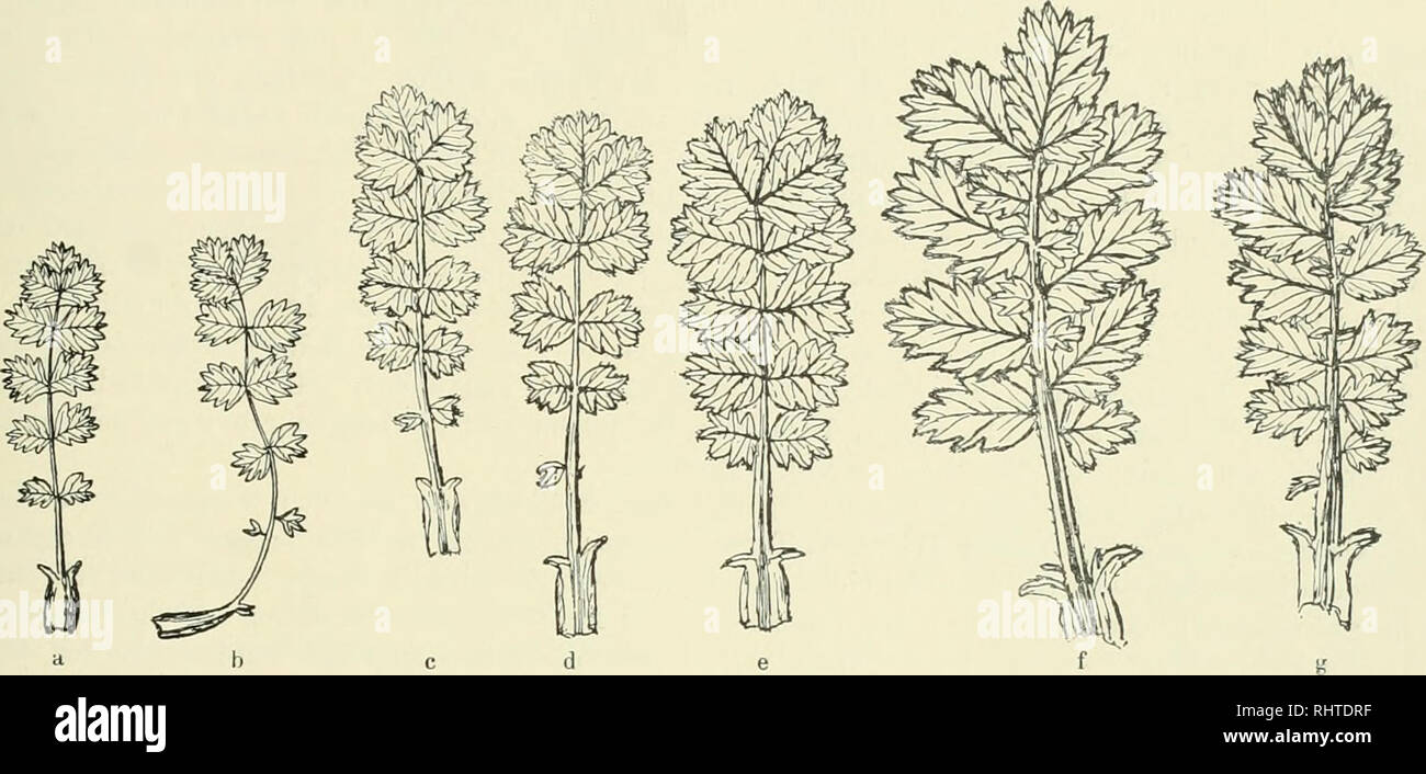 . Bibliotheca botanica. Plants. — 209 santibus; tilamenta 1,5—2 mm longa, antherae obscure purpureae, lanceolatae, basi profunde cor- datae, 1,8:1,3 mm, stylus brevis, 0,6 mm longus, stigma purpureum, in pagina superiore plumosum sensim in stylum decurrens, 3'/2:1,4 mm. Locus natalis speciei mihi adhuc ignotus, verisimiliter austro-americanus; accepi specimen vivum sub nomine „A. moiitauu&quot; a Dr. Georgio Dieck-Zoe.schenensi plantamque iam per tres annos in horto Bremano colui.. d e Fig. 53. Ä. (Ustichophylla Bift. a, b Laubblätter von den unteren Teilen frisch emporwachsender Triebe, c, d, Stock Photo