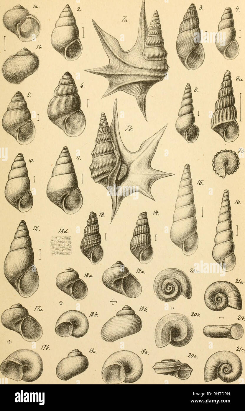 . Bidrag til kundskaben om norges arktiske fauna. oversigt over de i norges arktiske region forekommende bløddyr. Mollusks. Tcc^.22... (t. 0 Oicr-S coulcq rr L.FeArnWu.Inst. Please note that these images are extracted from scanned page images that may have been digitally enhanced for readability - coloration and appearance of these illustrations may not perfectly resemble the original work.. Sars, G. O. (Georg Ossian), 1837-1927. Christiania : Brøgger Stock Photo