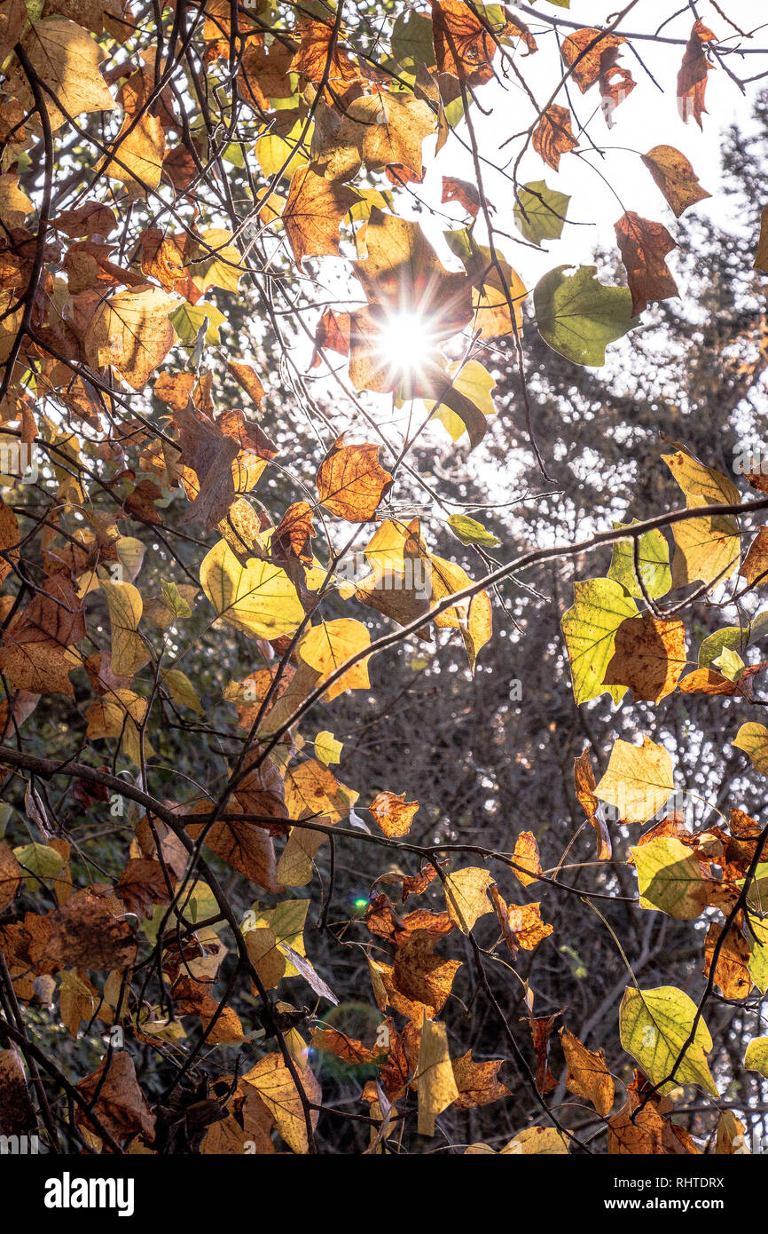 Beautiful dry leaves as an autumn background texture Stock Photo - Alamy