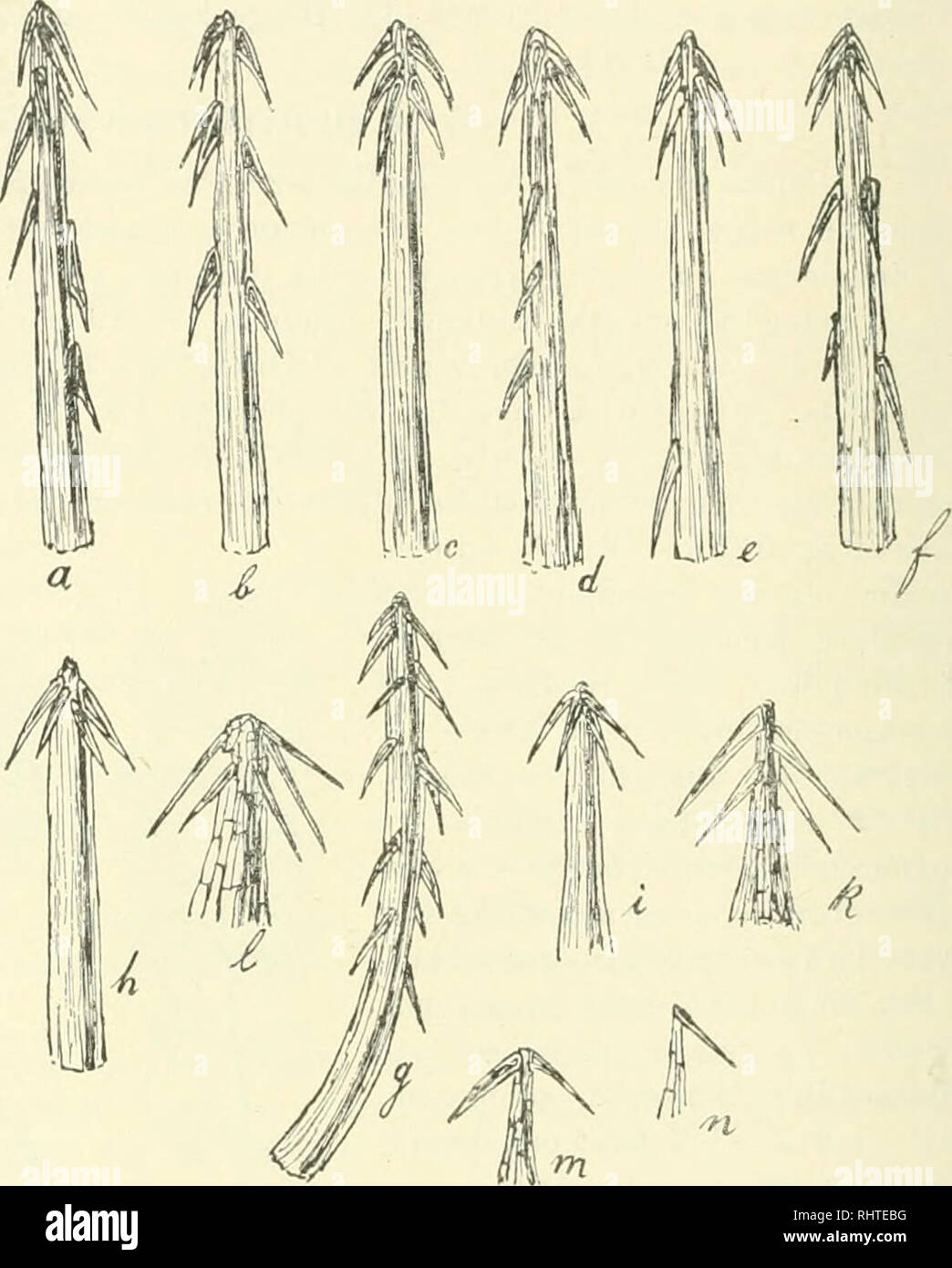 . Bibliotheca botanica. Plants. loG Als Heimat der .1. qlnurophylhi ist wahrseheinlich Patagonien oder Feuerland an/.us(>lii'n, woher sie, wie ich glaube, durch Düsen nach dem Hortus Bergianus zu Albano-Stockholm und dem Bota- nischen Garten Upsala als A. laevigatu in Gestalt von Früchten importiert sein mag. Ich habe sie seit mehreren Jahren in Kultur. Ihre große Widerstandsfähigkeit gegen die Kälte des Winters läßt jedenfalls auf eine unserem norddeutschen Klima entsprechende Heimat schließen. Besonderen Nachdruck muß ich hier darauf legen, daß außer den vier kräftigeren Stacheln in dem Z Stock Photo