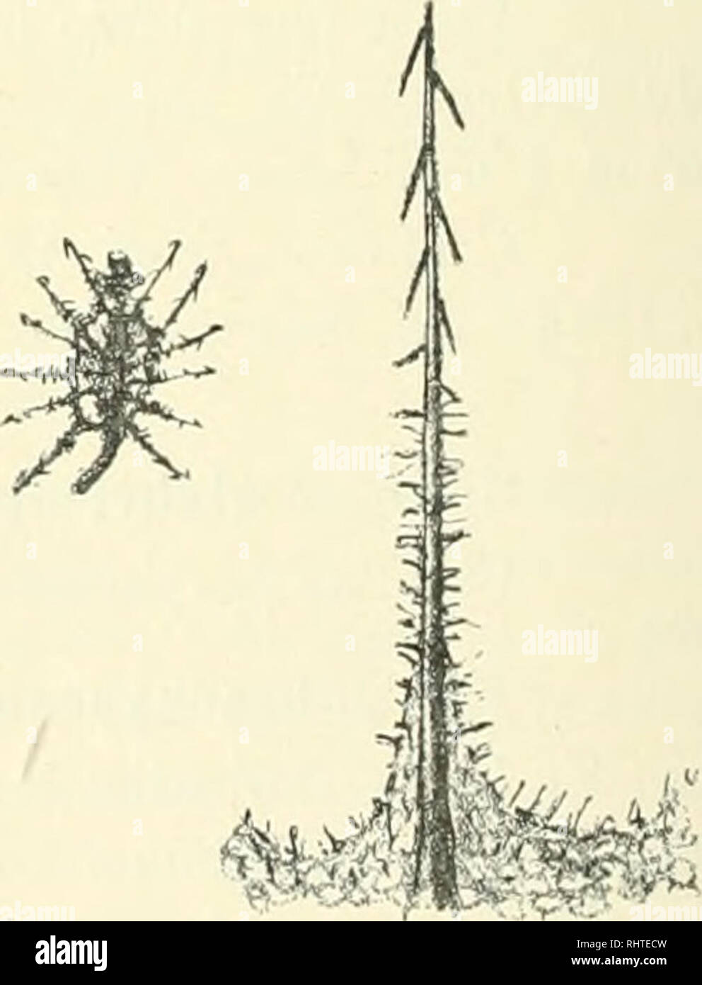 . Bibliotheca botanica. Plants. — 148 — Var. 2 doHchacantlia n. var. (Tafel XV, Fig. e, 2/3 d- nat. Gr ). A. andina Phil, in Linnaea XXVHI (1856), 636, forsan soluin pi'o parte: descriptio manca erroribus gravibiis nonnullis onusta. — Reiche, Fl. de Chile 11, 223. — Citerne, Rev. des Sc. Nal. de l'Ouesl 1897, p. 12. Scapus fructifer usque ad apicem 17 —19 cm longus, er. 11 — 16-florus, cupalae in statu t'ructifero fere omne.s inter .se remotae, cupula 7 : 3 —4 mm, angu.stior quam in varietate antecedente, non vel vix conspicue inflata, aculei in fructibus maturi.s 10 —11 mm longi, ut .supei'ti Stock Photo