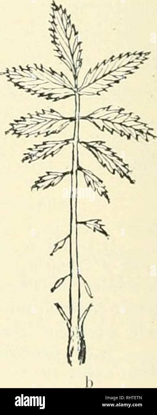 . Bibliotheca botanica. Plants. a Fig. 2. vi. elongatii L. cur. (jnn-il/s Hitl. a) Blall einer erstjährigen, schon ziemlich fortgeschrittenen Pflan/e noch ohne Haarpinsel an den Zahnspitzen. b) Blatt einer älteren Pflanze mit Haarpinseln an den Zahn- spitzen. Natürl. Grös.se.. Please note that these images are extracted from scanned page images that may have been digitally enhanced for readability - coloration and appearance of these illustrations may not perfectly resemble the original work.. Stuttgart, E. Schweizerbart [etc. ] Stock Photo