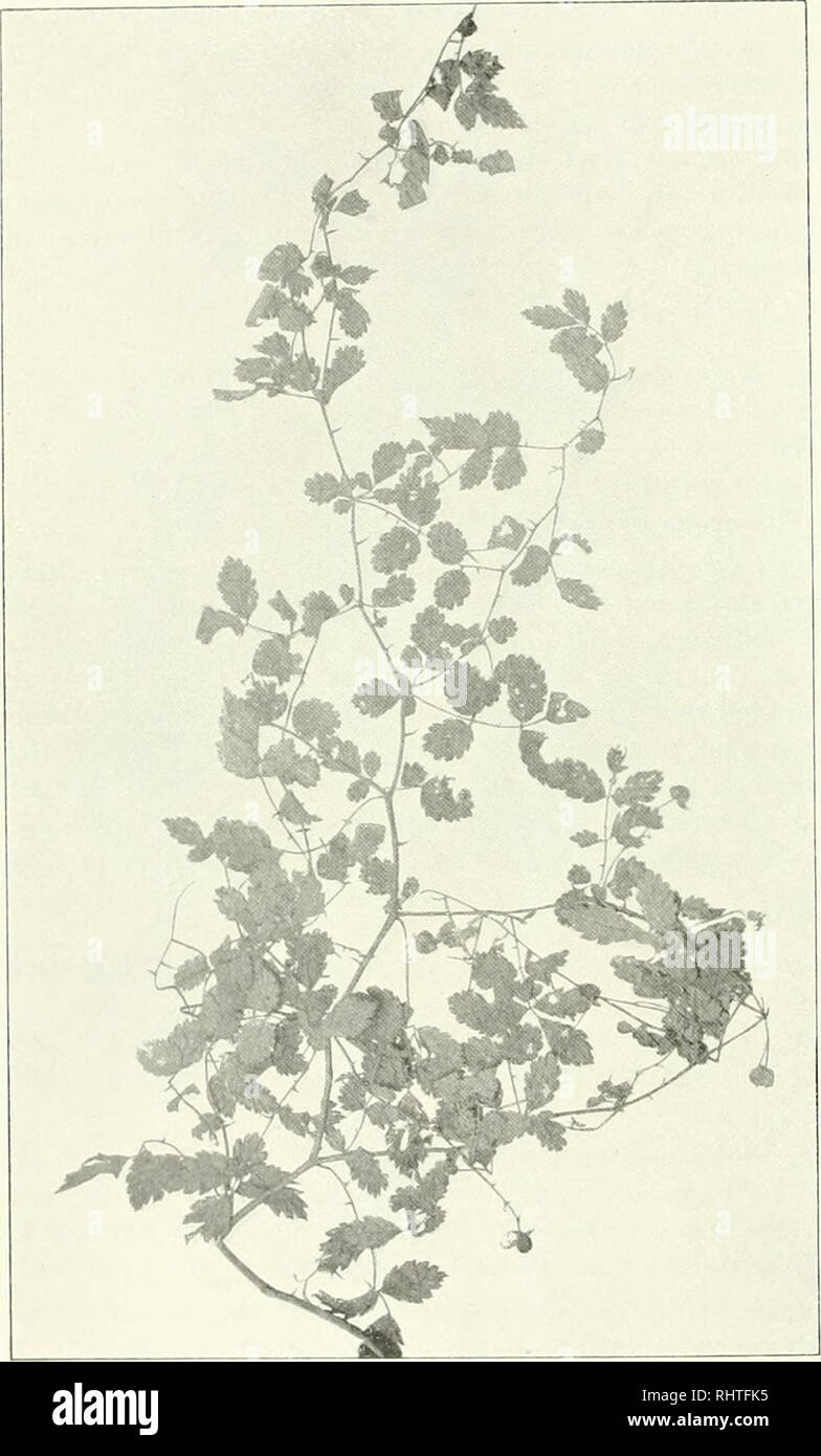 . Bibliotheca botanica. Plants. — 150 — Dubito mini a /?. rnsaefoUo scparari possit: R. marmoratus Lövcillo el Vaniol in Bull. soc. d'atiiic. elc. Saiilie LX p. Gl {w:^). Descriptio aulorum:. FiL'. 60. R tagallus Cham. Schldl. „Caulis marmoralus, ])auc-issimc aculealus, i'lexuosus: Iniia i^labra; i'olicila 3, proiuntk' denlala; il()ril)ns minutissimis; so|)alis arislatis et albo-tomenlosis. Affinis U. rosifoUo ])erulis ad basini cujusfpic inriorcsccntiar dispnsitis sed bcnc dislinclns cd caule ninnnorcd cd tloribns inininus subrasciculalis.. Please note that these images are extracted from s Stock Photo