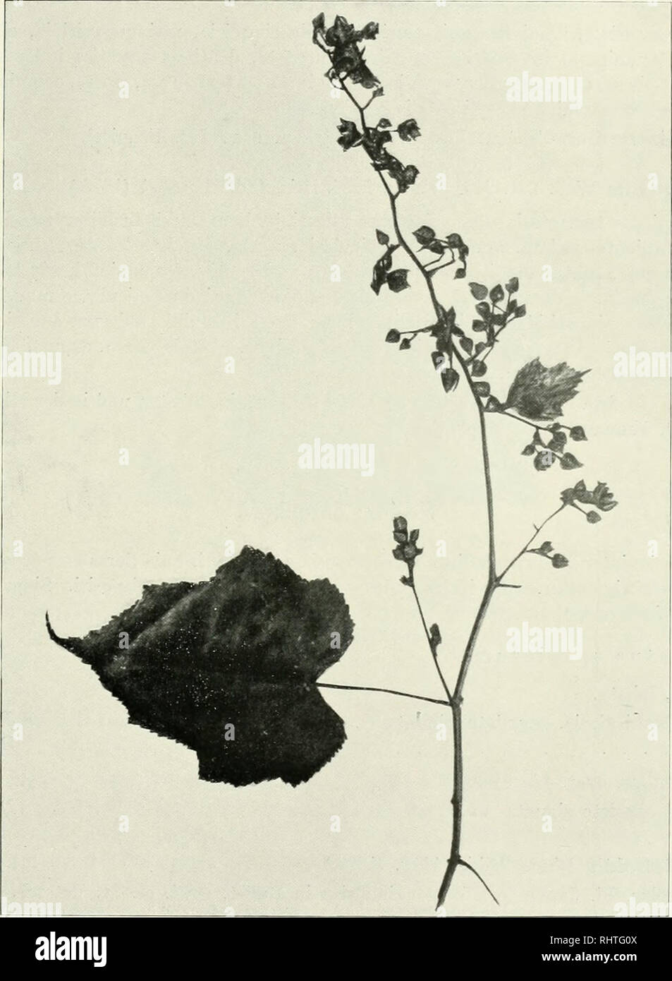 . Bibliotheca botanica. Plants. — 109 — 137. R. lasiotrichos Pocke in Hb. Berol. Exs. Henry Chin. no. 9175. Frutex scandens; rami puberuli, glandulis sessilibus scabriusculi, villis longis densis patentibus aculeisque sparsis parvis reclinatis instructi. Folia longe (6—7 cm) petiolata, ambitu suborhicularia, diam.. Fig. 48. R. viscidus Pocke. 10—12 cm, sinu angusto cordata sat profunde quiuqueloba argute serrata, supra striguloso-pilosa, subtus molliter villosa vel subsericea; lobus terminalis ovatus, diam. 5:4 cm, acuminatus. Stipulae pinnato- pectinatae, cadiicae. Flores inferiores singuli v Stock Photo