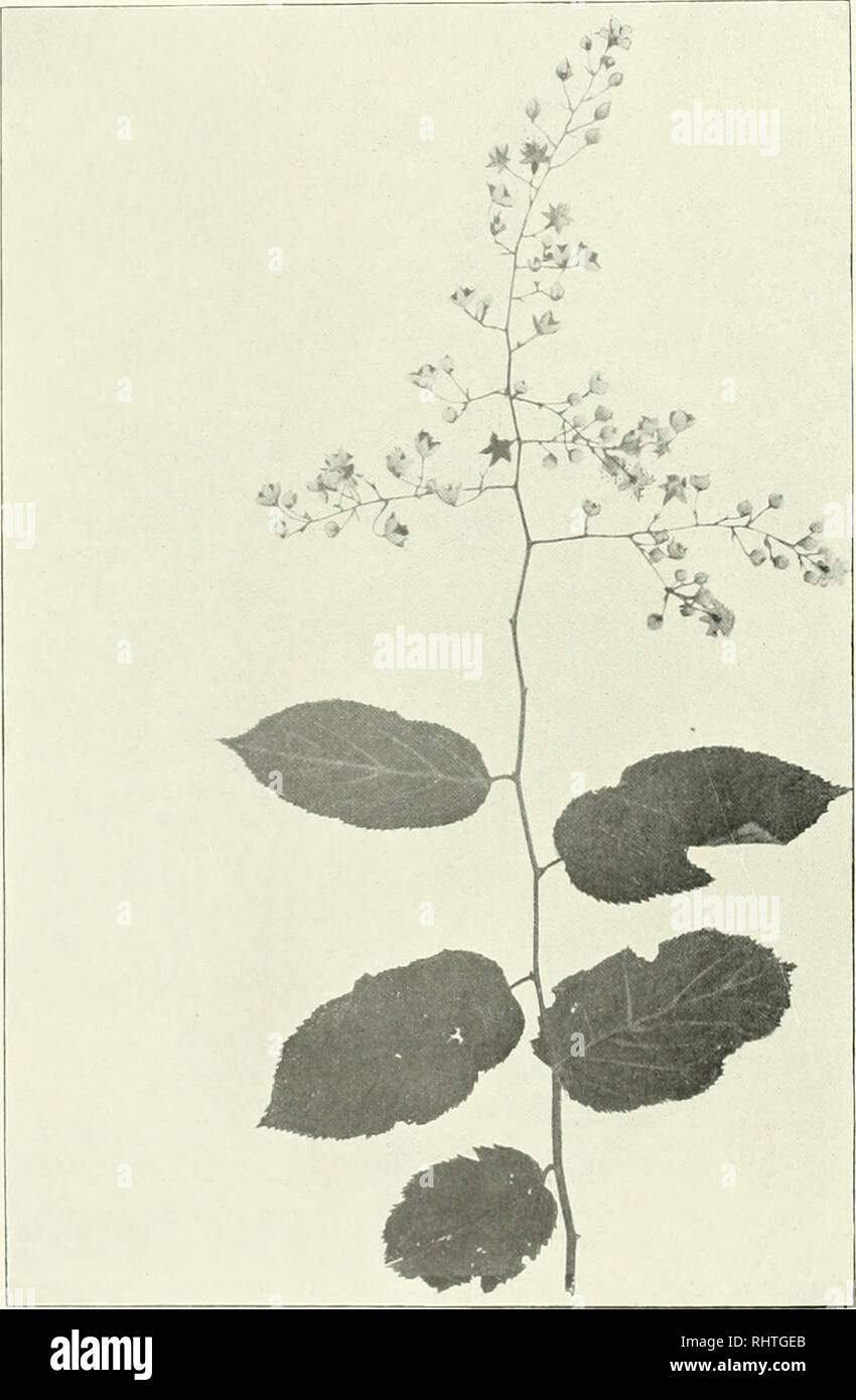 . Bibliotheca botanica. Plants. 52 60. R. chroosepalus l-'ocko in Hook. Ic. pl. X l!)52. — (1891). Rami juniores puhci'uli, inox glabrescentes, aculeis brevibus e basi compressä recurvis armali. Folia longe (5 cm) petiolata o l)asi cordalä suborbicularia, breviter cuspidato-aciiminata, obsolete repando-. Fig. 16. R. assamensis Focke. sinuala, inaequalilor ai'guie dontala, ca. 7—9 cm longa et lata, glabra, subtus appresse albo-tomentosa et in nervis parco birla. Praeter basin palmincrviam costulae e costä media ortae utrinque 4—5. Stipulae caducae. Inflorescentiae saepe omnino extraaxillaris, 8 Stock Photo