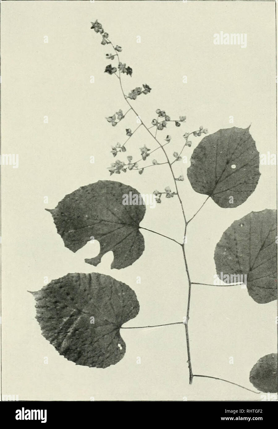 . Bibliotheca botanica. Plants. — 51 — longa et lata, 5—7-lobulata, lobo terminali brevi acuto, margine inaequaliter denticulala, supra sparsim pilosa, subtus dense albo-tomentosa, prominule reticulata. Costulae e costä media ortae utrinque 2. Stipulae parvae, fimbriato-fissae, caducae.. 3:5 Fig. 15. R. chroosepalus Pocke. Inflorescentiae laxae multiflorae Ihyrso angusto terminatae ramuli elongati.patuli, tomentoso-hirsuti glandulosique, thyrsigeri. Bract eae ambitu ovatae, pinnato-fimbrialae, deciduae. Flores parvuli, mediocriter pedicellati; calyx externe albo-tomentosus, hirsutus glandulosu Stock Photo