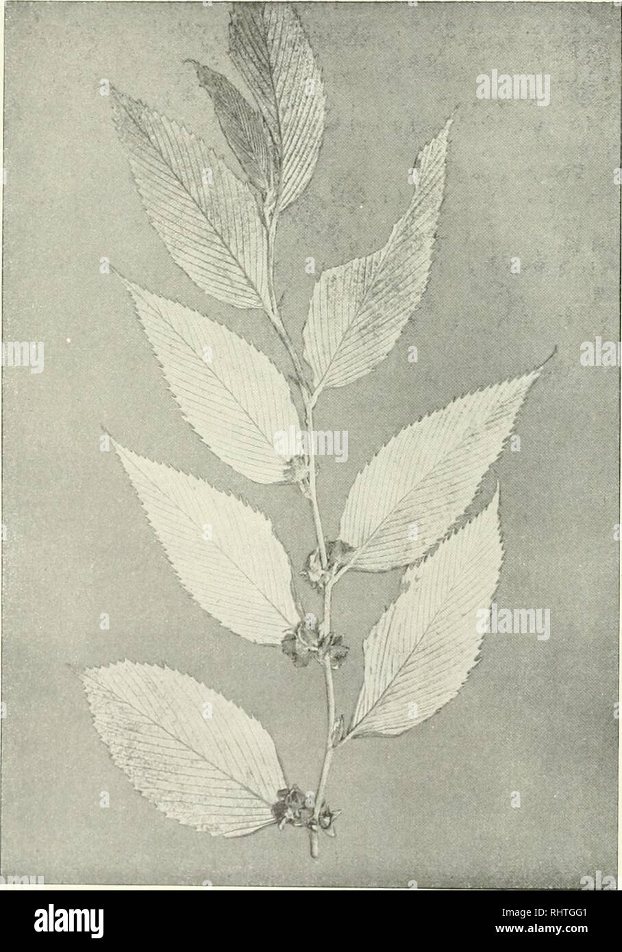 . Bibliotheca botanica. Plants. — 46 B. Folia palinato-tcrriata '. (]ainata. 1. Planta ('s,Hrtiidulüsa. Tliyrsuli axillares et Icnninales; sepala externe albo-sericea II. Planiao glanduliferao. Inflorescentia paliila, sclls longis ijlanduliferis i'iifescens: braftcae lanceolatao Rami Iirevitci' «flamliilosi: hrafieae ()'alae R. lineatus. R. Aiidcrs-oni. R. phengodes.. 3:5 Flg. lü. R. calophyllus Clarke. 54. R. calophyllus C. D. Clarke Journ. Linn. Soc. XXV, 19, . 7 (1889). Rarui larmginnso-tonicnlrlli, inermos. Folia breviter petiolata, simplicia, lanceolata, utrinque. Please note that thes Stock Photo