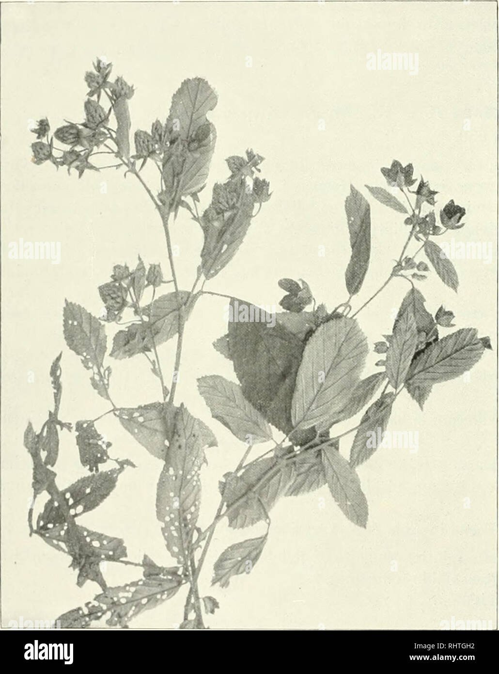 . Bibliotheca botanica. Plants. — 38 — extprnc sericea, intordurn liinc iiide arulcolata; sepala laiii^(&gt;olalo-ii'iaii£;uIaria, 1,5—2,0 rm longa, inius tomenlosa. Carpella sericea. Stipulis angustiorihiis el foliis |iailiiii (luinalis ab aliis Orohali spocieinis differt. Spocimina inler R. nubigennm collocla sunt. Origo hyhrida suspicari jiossel, si li. Ilorihinidus vel species similis in eodem loco occurrcrot. Bolivien. Waldi)lälze bei Sorala in der l'ruvinz Lareraja, in oOOO -3400 m Höhe.. Fig-. 11. R. Wcberbaueri Pocke. 'i. R. Weberbaueri Focke in 1 Kxs.: VVeberbauer Peru no. 3362. Bcro Stock Photo