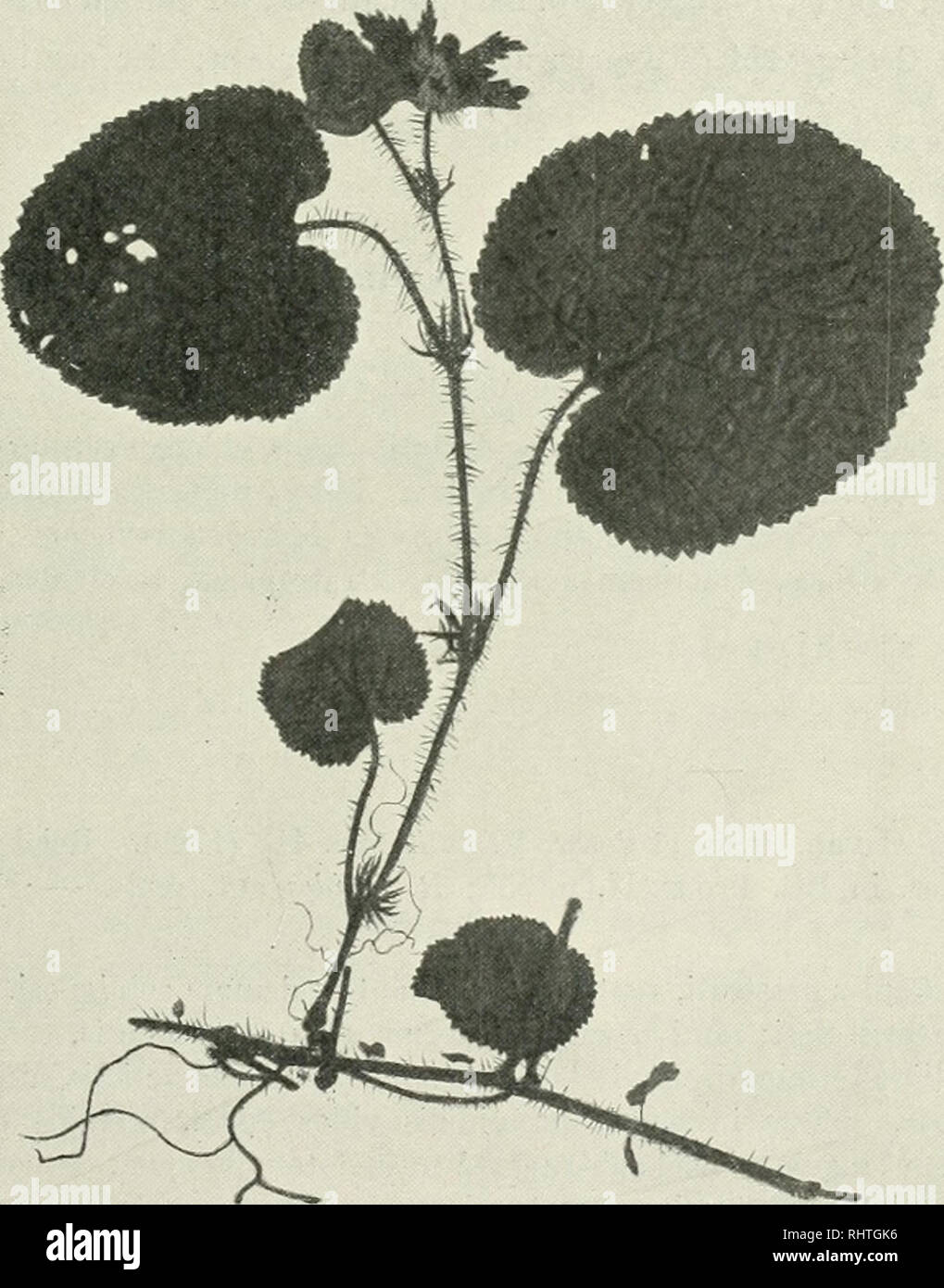 . Bibliotheca botanica. Plants. - 21 - Var. suffruticosus: Gaules irutescenteH lignosi; piitamea vix rugulosum. Folia coriacea videntur. In insula Java leg. Zollingor (exs. 2964), Im Himalaya, insbesondere in Nepal, Sikkim, Khasia, in Höhen von 2000—3000 m. Die Varietät auf Java.. Fig. 6. R. pfctinelliis Maxmw. 10. R. pectinaris n. sp. Exs. Wilson 4864. R. calycino similis, differt vero: stipulis profundins pectinato-incisis, lacinulis lanceolatis; sepalis integris, lanceolatis, intus alhido-tomentosis, in flore reflexis. Setae in caule tenuissimae, flexiles, minime aculeis similes, in calyce  Stock Photo