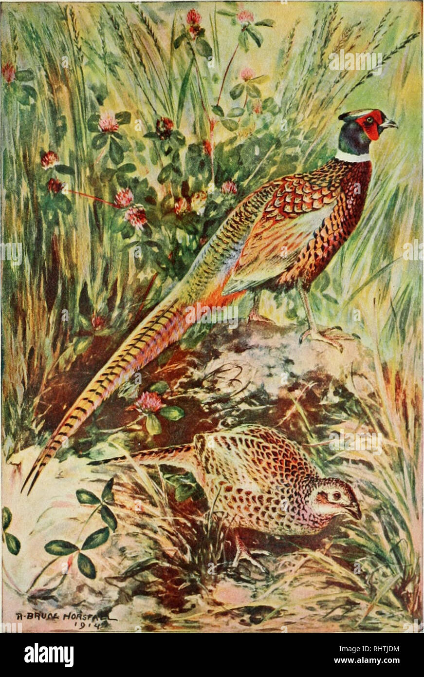 . Better fruit. Fruit-culture. y  BETTER FRUIT Volume IX MARCH, 1915 Number 9 GROWERS' COUNCIL OF 107 AND THE PLAN OF CONTROLLING MARKETING CONCERNS AND OBTAINING FULL MARKET VALUES FOR OUR FRUIT. The China pheasant, was introduced into OruKon by the late Judge Denny, and has increased rapidly. It is the most beautiful game bird in the world and the most fascinating for the sports- man, adding much to the attractiveness of the Northwest. Kastern visitors to the Panama- Pacific Exposition will see from the car windows large flocks of pheasants throughout the entire Willamette Valley, feeding i Stock Photo