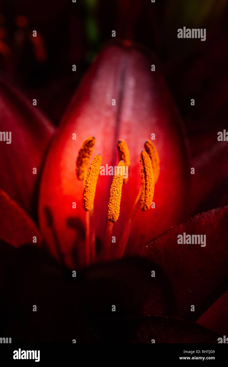 Blooming beautiful fresh lily flowers micro view Stock Photo