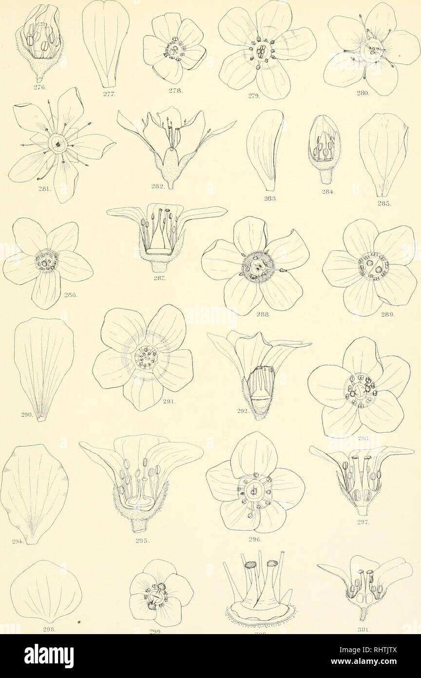 . Bibliotheca botanica. Plants. Bibliothec-a Bolanica Hefl 58. Tafel I.. Lilh.AMl.vCarl Ebuer.Slo' Fig. 276—279 Saiifraga aretioides Lap., Fig. 2S0—283 S. Scardica Gris., Fig. 284—288 S. marginata Sternb., Fig. 289—292 S. Tombeanensis Boiss., Fig. 293—297 S. Vandelli Sternb., Fig. 299—301 S. Burseriana L.. Please note that these images are extracted from scanned page images that may have been digitally enhanced for readability - coloration and appearance of these illustrations may not perfectly resemble the original work.. Stuttgart, E. Schweizerbart [etc. ] Stock Photo