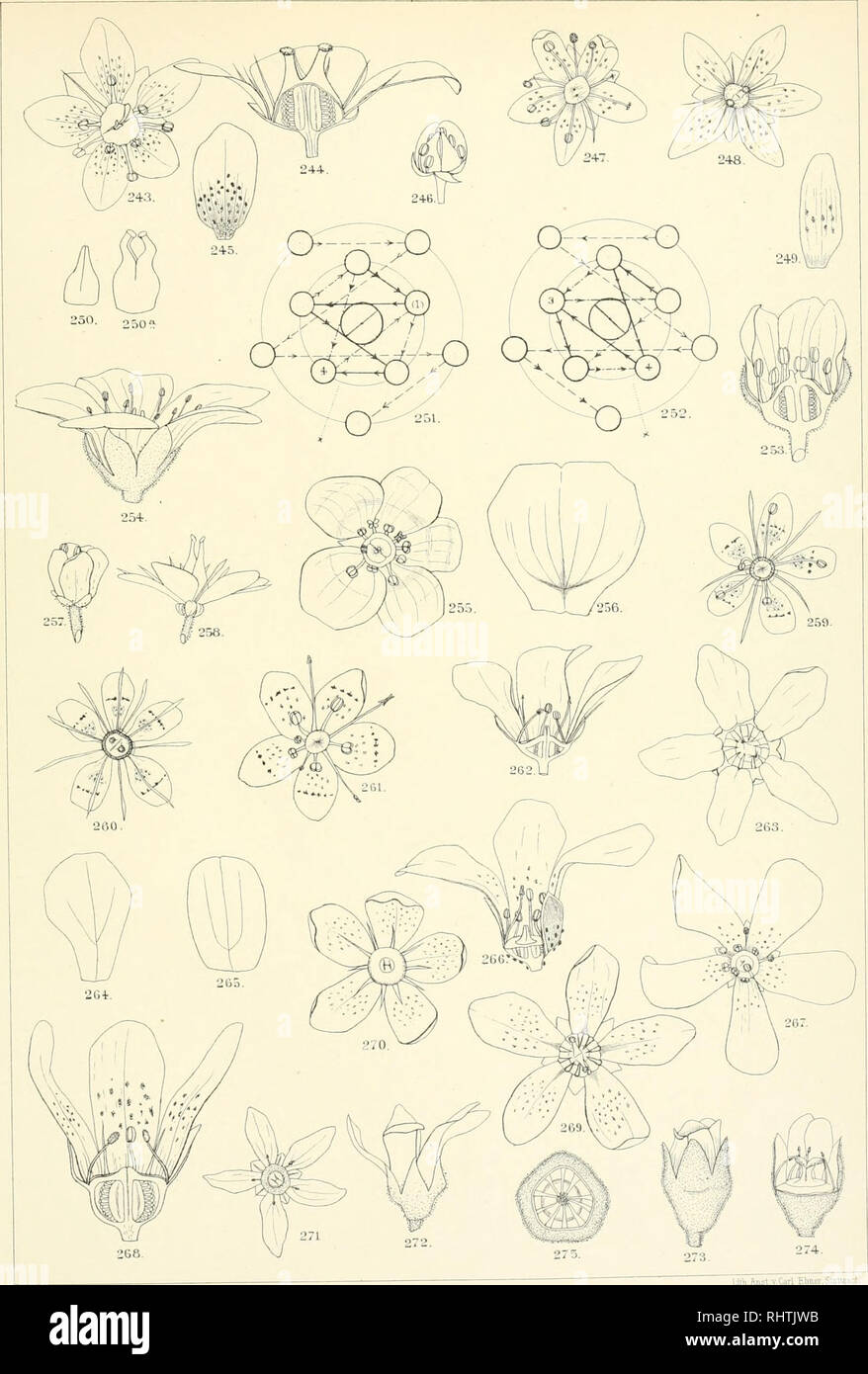 . Bibliotheca botanica. Plants. Bibliotheca Botanica Hetl 58. Tafel K.. Lith.AMt.v.Carl Ebner,Stutljart. Fig. 24:1-246 SaxifragaaspcraDC, Fig. 247—250a S. bryoides U Fig. 251 u. 252 S. aizoides L., Fig. 253-256 S. patens Gaud., Fig. 257-260 S. umbrosa L., Fig. 261 S. Geum L., Fig. 262 S. lingulata Beil., Fig. 363 S. Gaudini Bruegg., Fig. 264 S. crustata Vest. f. pectinata Schott., Fig. 165 S. altissima Kern., Fig. 266 u. 267 S. cochlearis Reich., Fig. 268-270 S. Aizoon jacq. var. robusta Engl., Fig. 271 u. 272 S. Forsteri Stein., Fig. 273—275 S. luteo-viridis Schott, et Kotschy.. Please note t Stock Photo