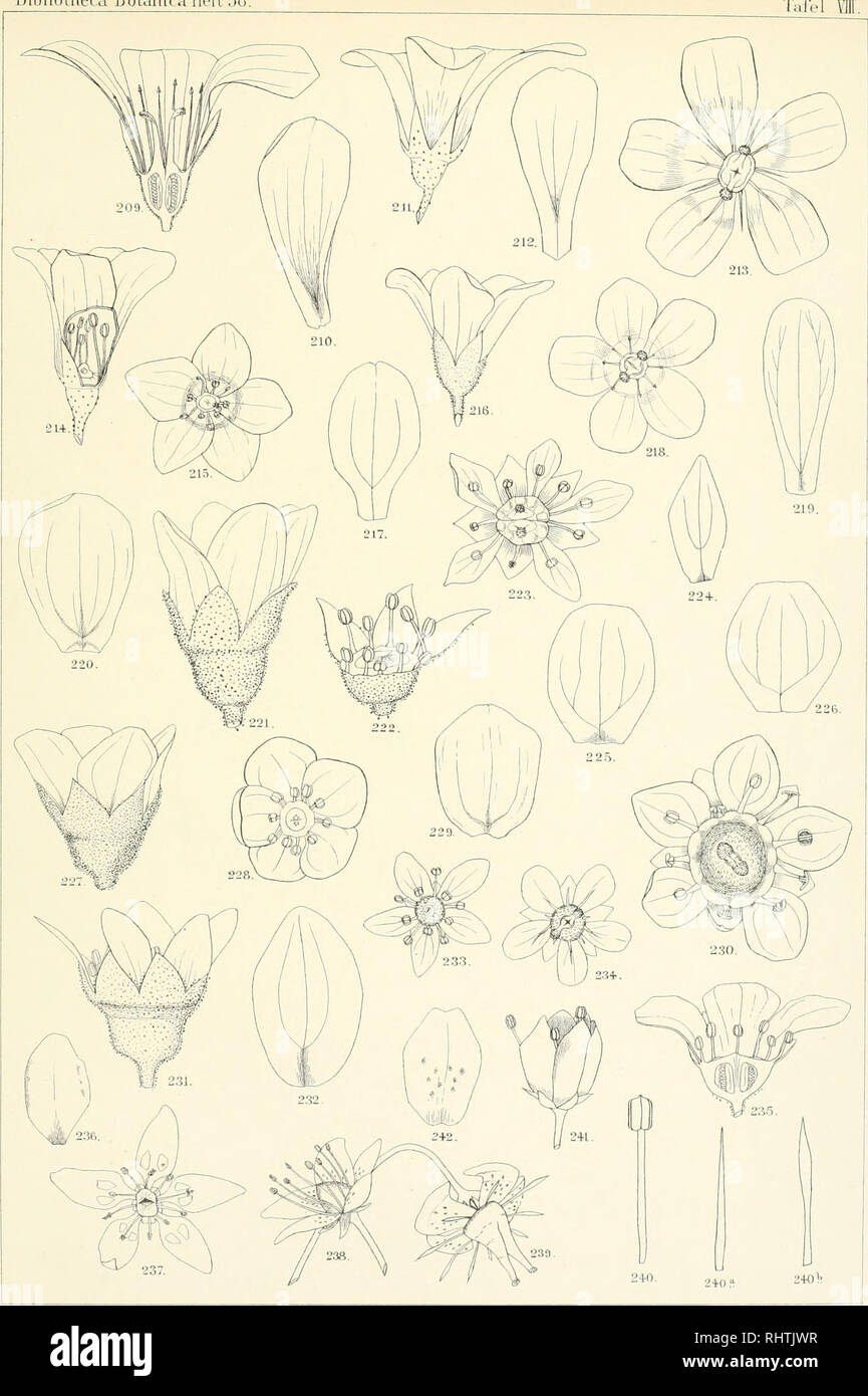 . Bibliotheca botanica. Plants. Bibliotheca Botanica Heft 58 Tafel. Uth.Anst.v.Carl Ebner, Stuttgart. Taf. 209 u. 210 Saxifraga Wallacei Mc. Xab., Fig. 21 i—214 S. canaliculata Boiss et Reut., Fig. 215—218 S. trifurcata Schrad., Fig. 219 S. pedemontana All., Fig. 220—222 S. decipiens Ehrh., Fig. 223 u. 224 S. latifolia Ser., Fig. 225 S. ceratophylla Willd., Fig. 226 S. „rosulario&quot; h., Fig. 227—229 S. Churchilli h., Fig. 230—232 S. stenophylla Royle., Fig. 233 u. 234 S. varians Sieb., Fig. 235 u. 236 S. paradoxa Kit., Fig. 237 S. stellaris L., Fig. 238—242 S, capillaris h.. Please note tha Stock Photo