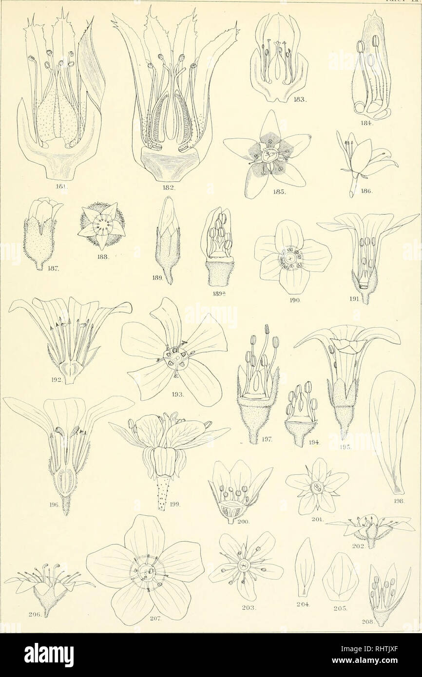 . Bibliotheca botanica. Plants. Bibliotheca Botaiiica Hell 58.. UÜ: Anst V.Carl Ebner, Slattgart Fig. i8i u. 182 Sempervivum Heuffeli Schott., Fig. 183 u. 184 S. hirtum L., Fig. 185 u. 186 Saxifraga Huetiana Boiss., Fig. 187 u. ISS S. tridaetylites L., Fig. 189—192 S. irrigua M. Bieb., Fig. 193—198 S. granulata L., Fig. 199 S. peltata Torr., Fig. 200 u. 201 S. tenella Wulf., Fig. 202—204 S. ajugaefolia L., Fig. 205 S. aquatica Lap., Fig. 206 S. capitata Lap., Fig. 207 u. 208 S. Wallacei Mc. Nab.. Please note that these images are extracted from scanned page images that may have been digitally  Stock Photo