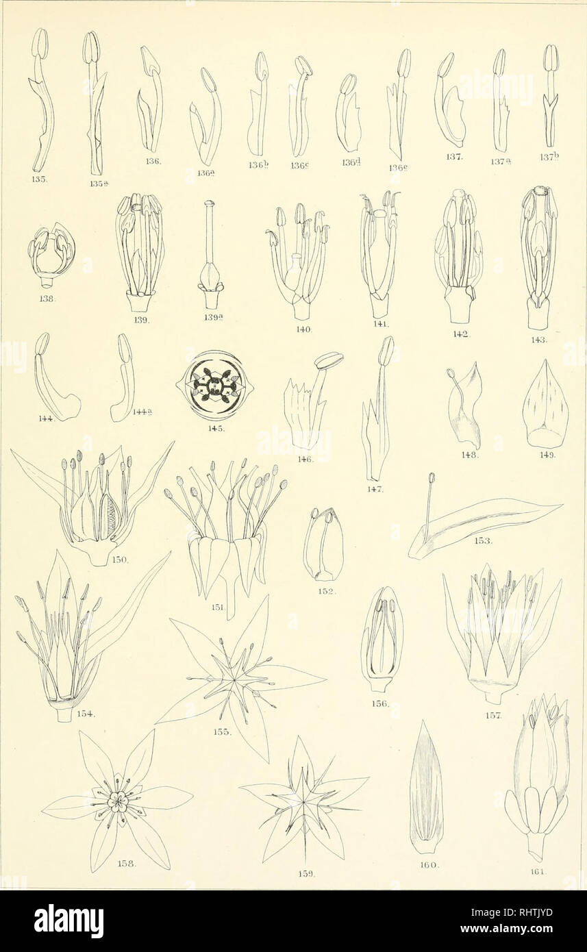 . Bibliotheca botanica. Plants. Bibliotheca Botcmica Heft 58. Tafel Y.. - lith.ÄMt.v Carl Ebner, Sluttgart. Fig. 135 — H' Alyssum montanum L., Fig. 142—145 A. sa'catile L., Fig. 146 u. 147 A. Wulfenianura Boiss., Fig. I4S Sedum Telephium L., Fig. 149—151 S. Eversii Led , Fig. 152 S. Anacarapseros L., Fig. 153 u. 154 S. opposilifolium Sms., Fig. 155 S. spurium Bieb., Fig. 156—15S S. rupestre L., Fig. 159^161 S. boloniense Loisl.. Please note that these images are extracted from scanned page images that may have been digitally enhanced for readability - coloration and appearance of these illustr Stock Photo